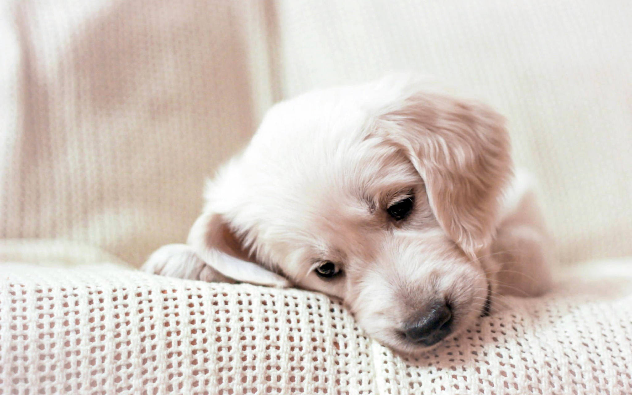 Gloomy Golden Retriever Puppy, fluffy white puppy, soft textured blanket, Full HD Desktop Wallpaper