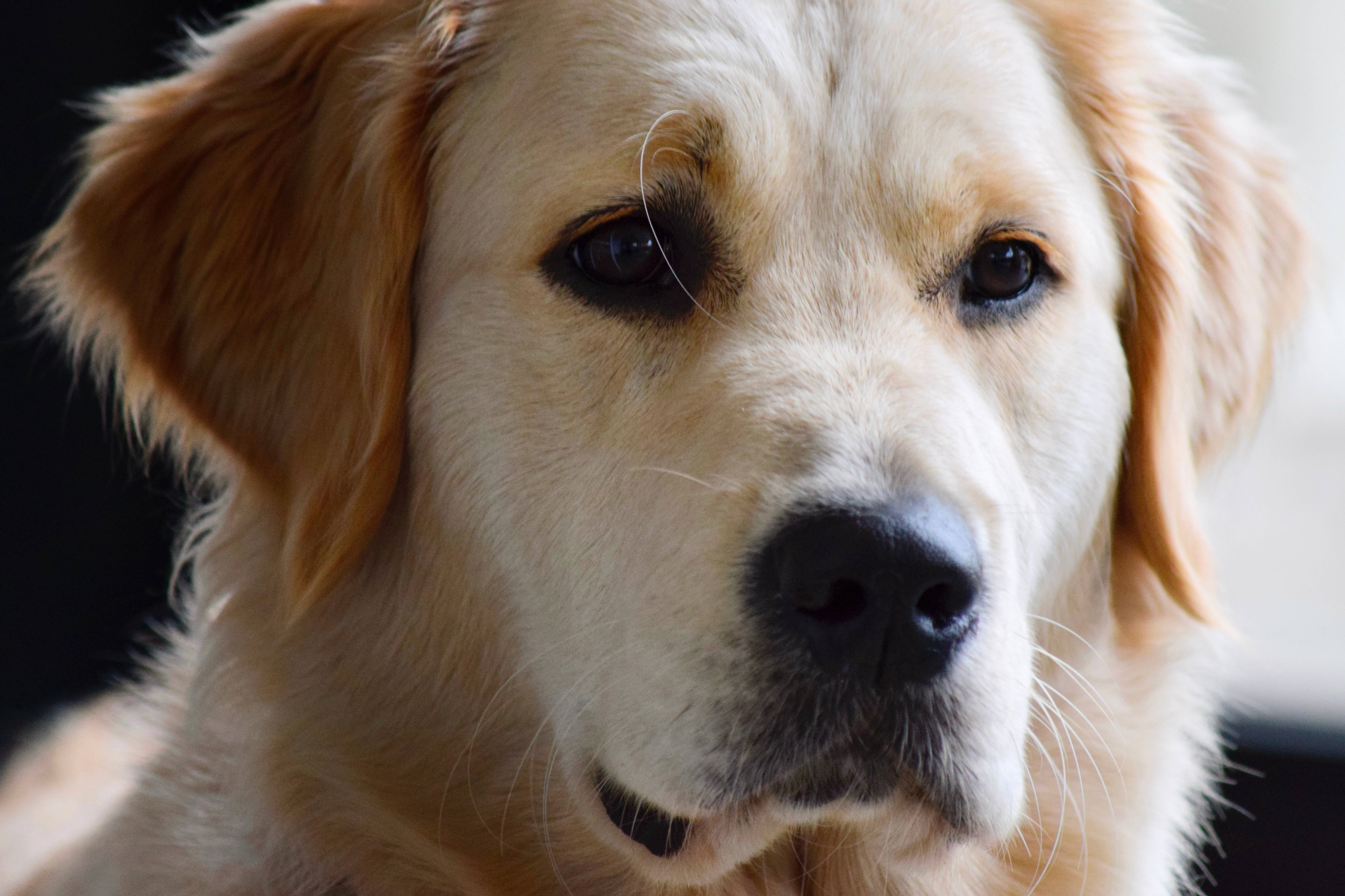golden retriever, soft fur, gentle eyes, 5K Desktop Wallpaper