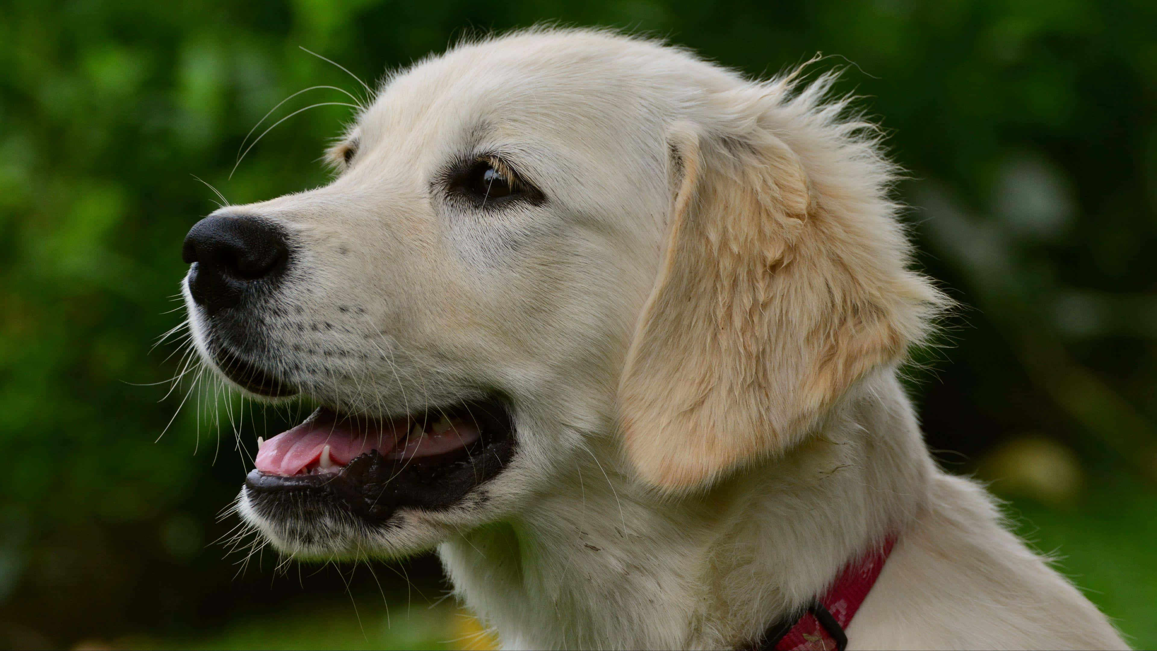 golden retriever puppy, red collar, soft green blurred background, 4K Desktop Wallpaper