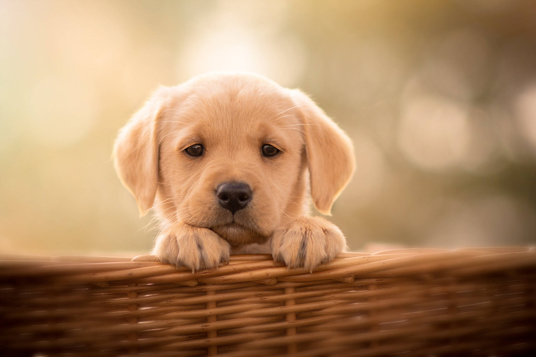 golden retriever puppy, wicker basket, big dark eyes, Full HD Desktop Wallpaper