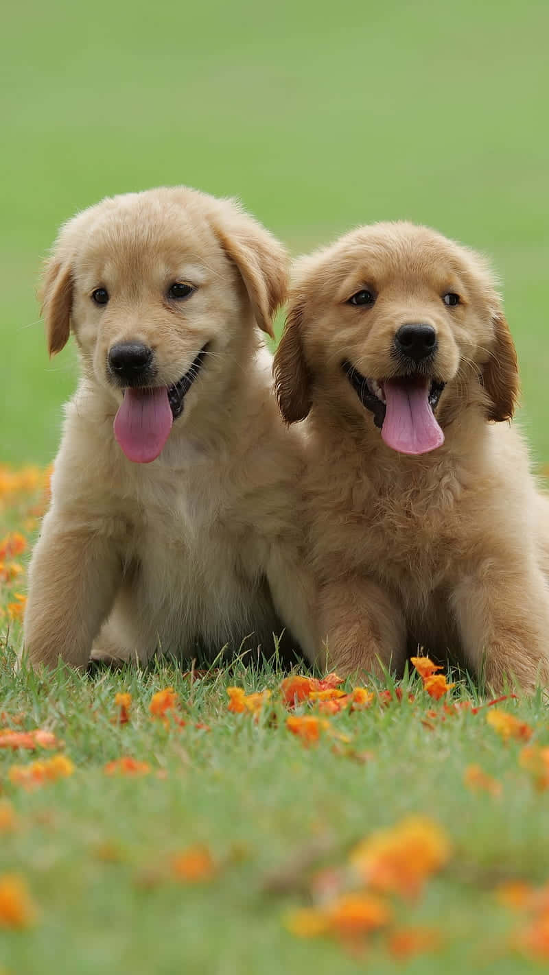 golden retriever puppy, grass, orange flowers, HD Phone Wallpaper