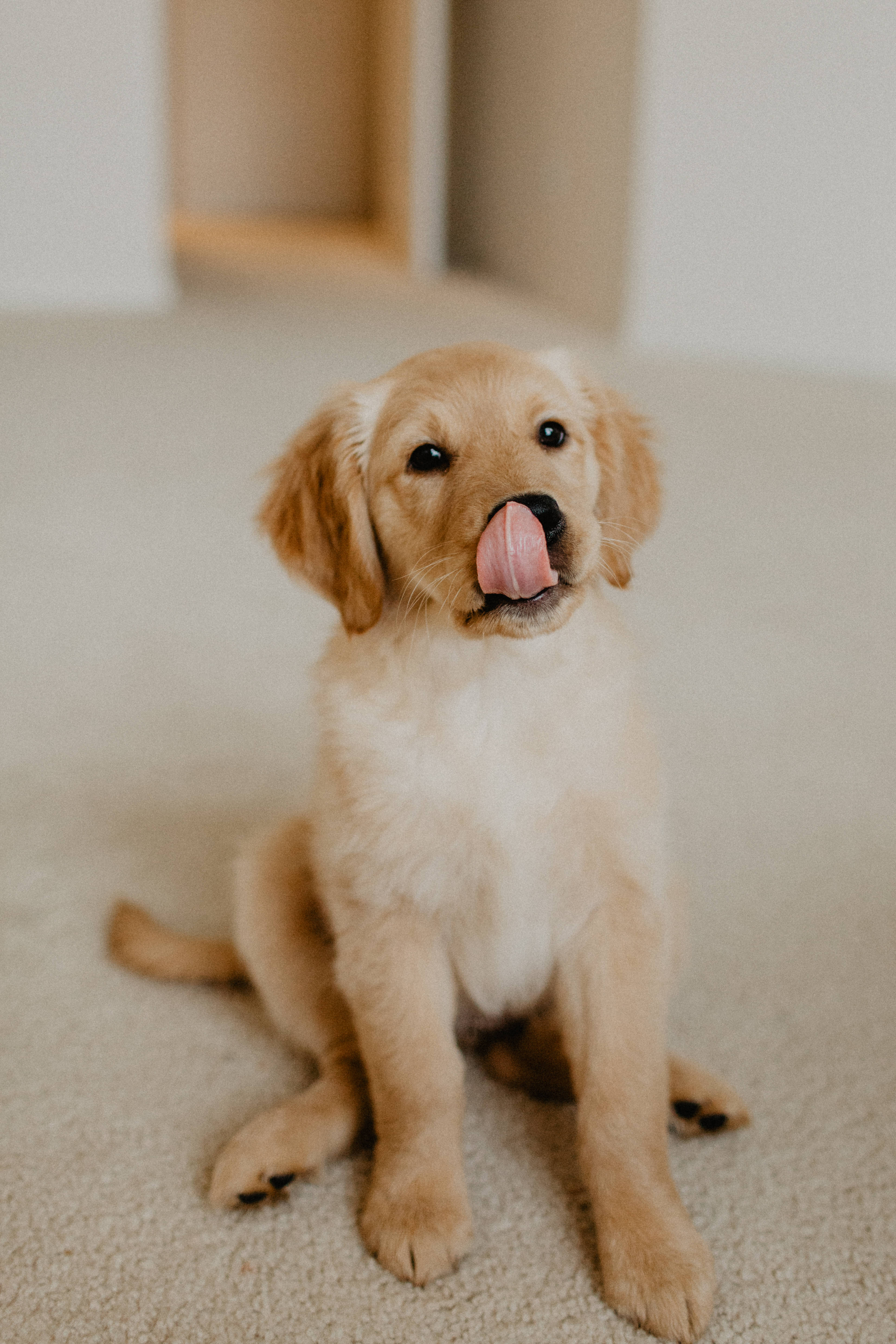 golden retriever puppy, licking its nose, curious expression, 4K Phone Wallpaper