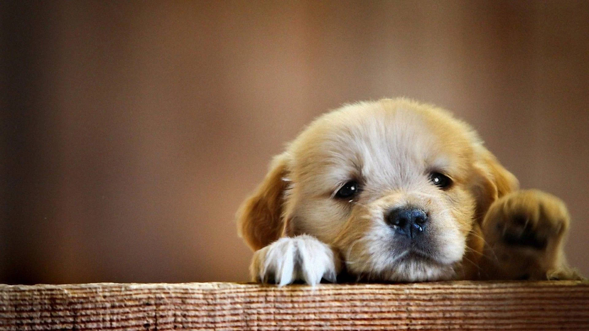 golden retriever, puppy, big dark eyes, Full HD Desktop Wallpaper