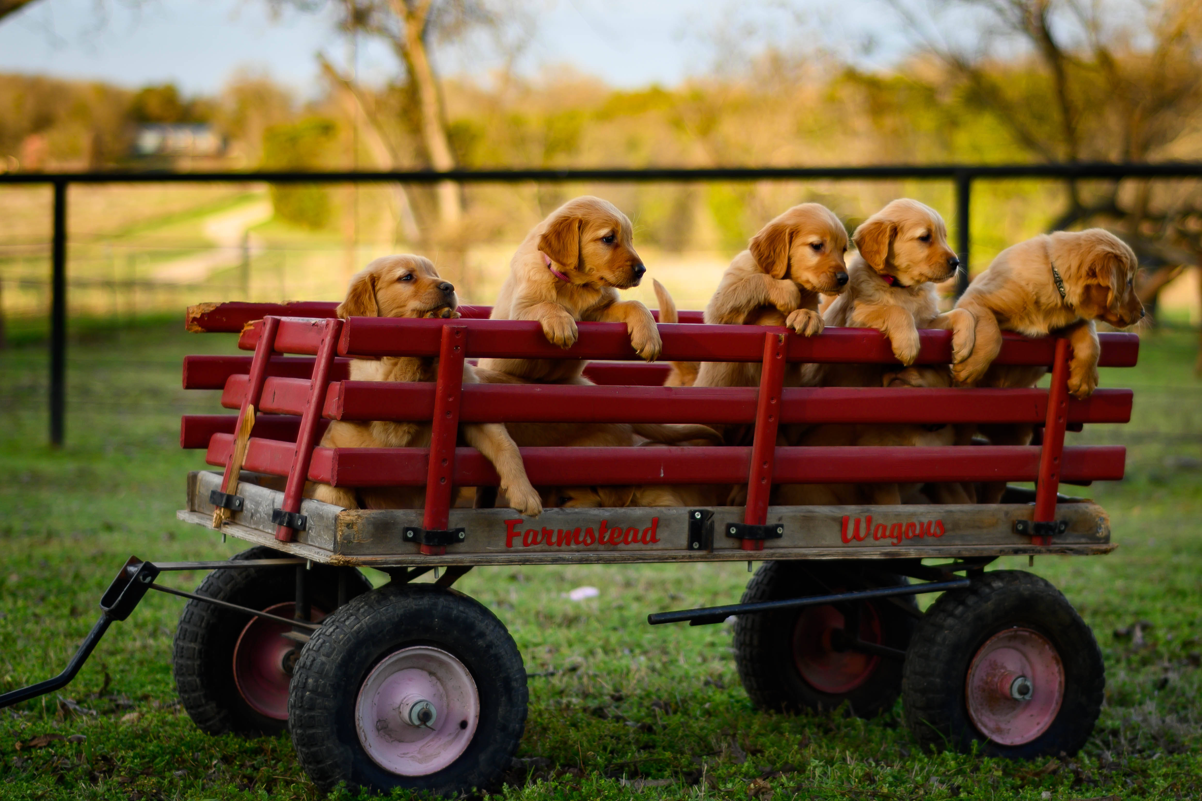 red wooden wagon, golden retriever puppies, grass, 4K Desktop Wallpaper