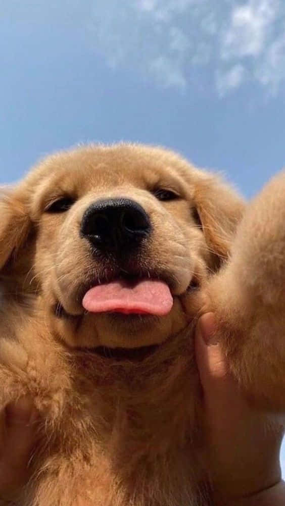 Golden Retriever, puppy, bright blue sky, SD Phone Wallpaper