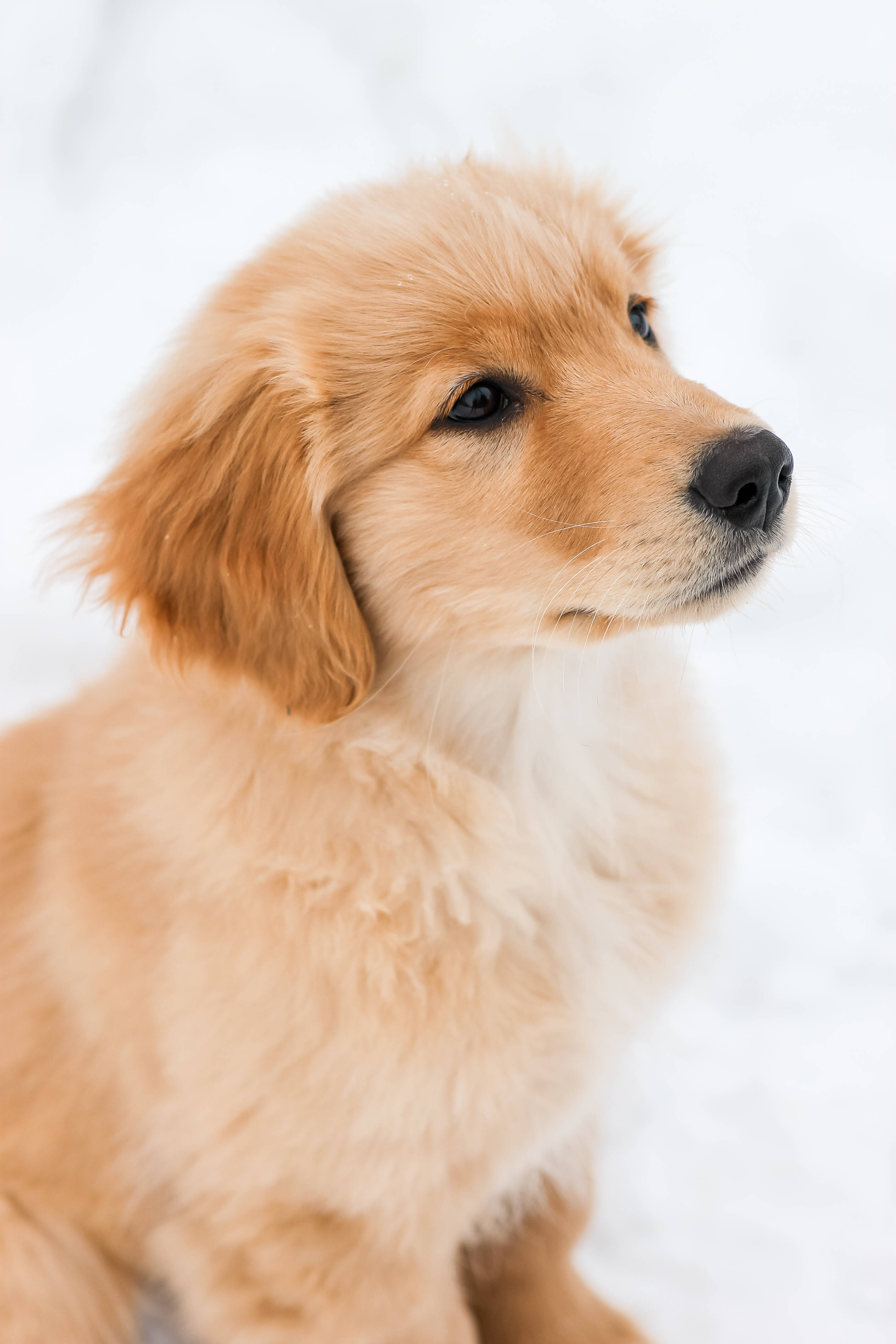 golden retriever puppy, snow, soft fur, 4K Phone Wallpaper