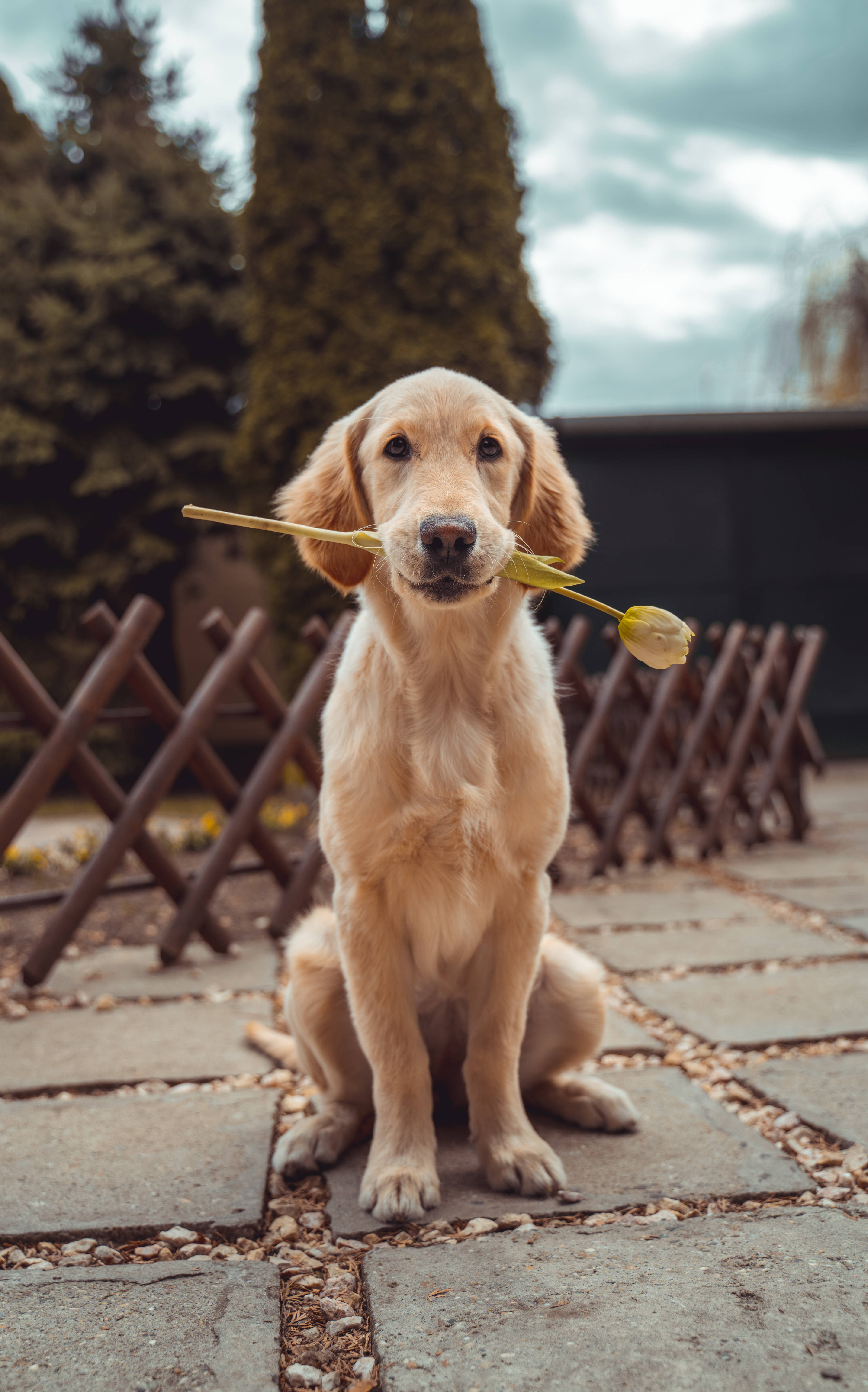 golden retriever puppy, stone patio, yellow tulip, 5K Phone Wallpaper