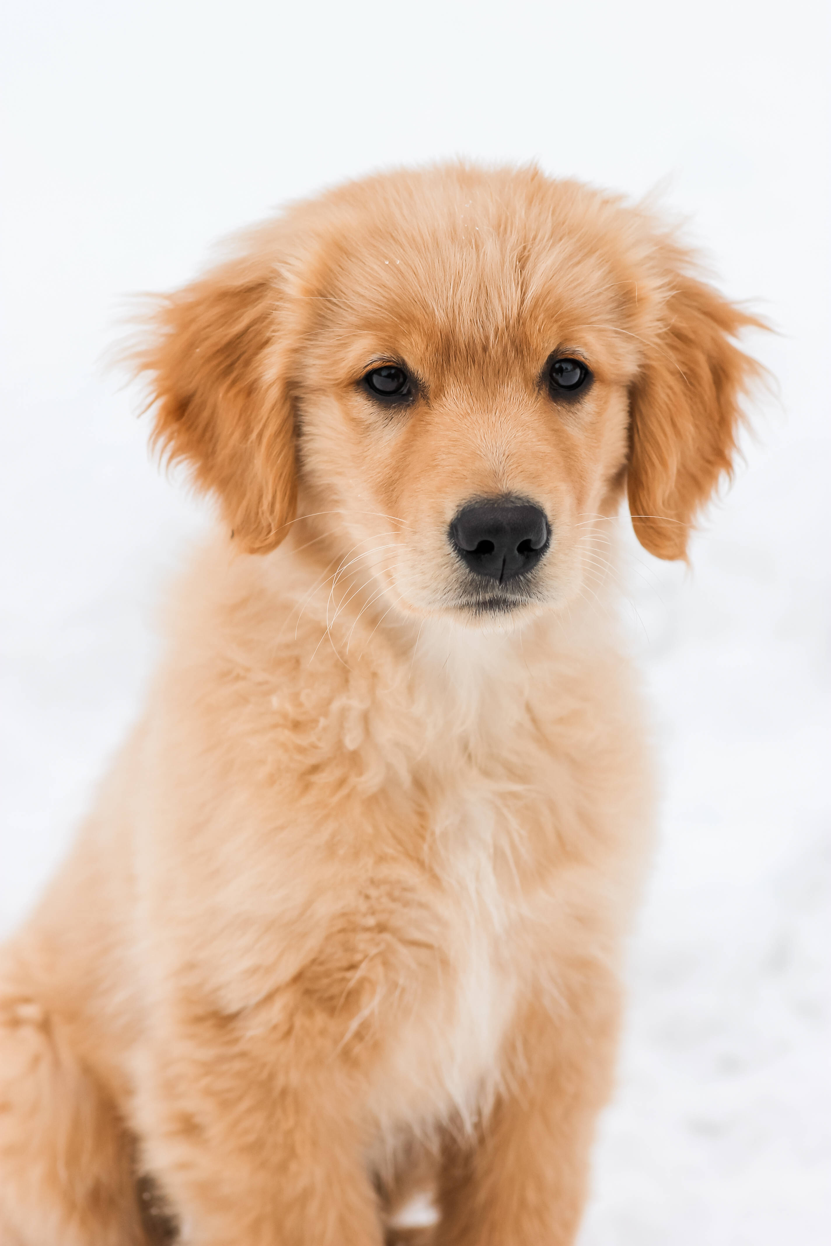 golden retriever puppy, snowy ground, soft fur, 4K Phone Wallpaper