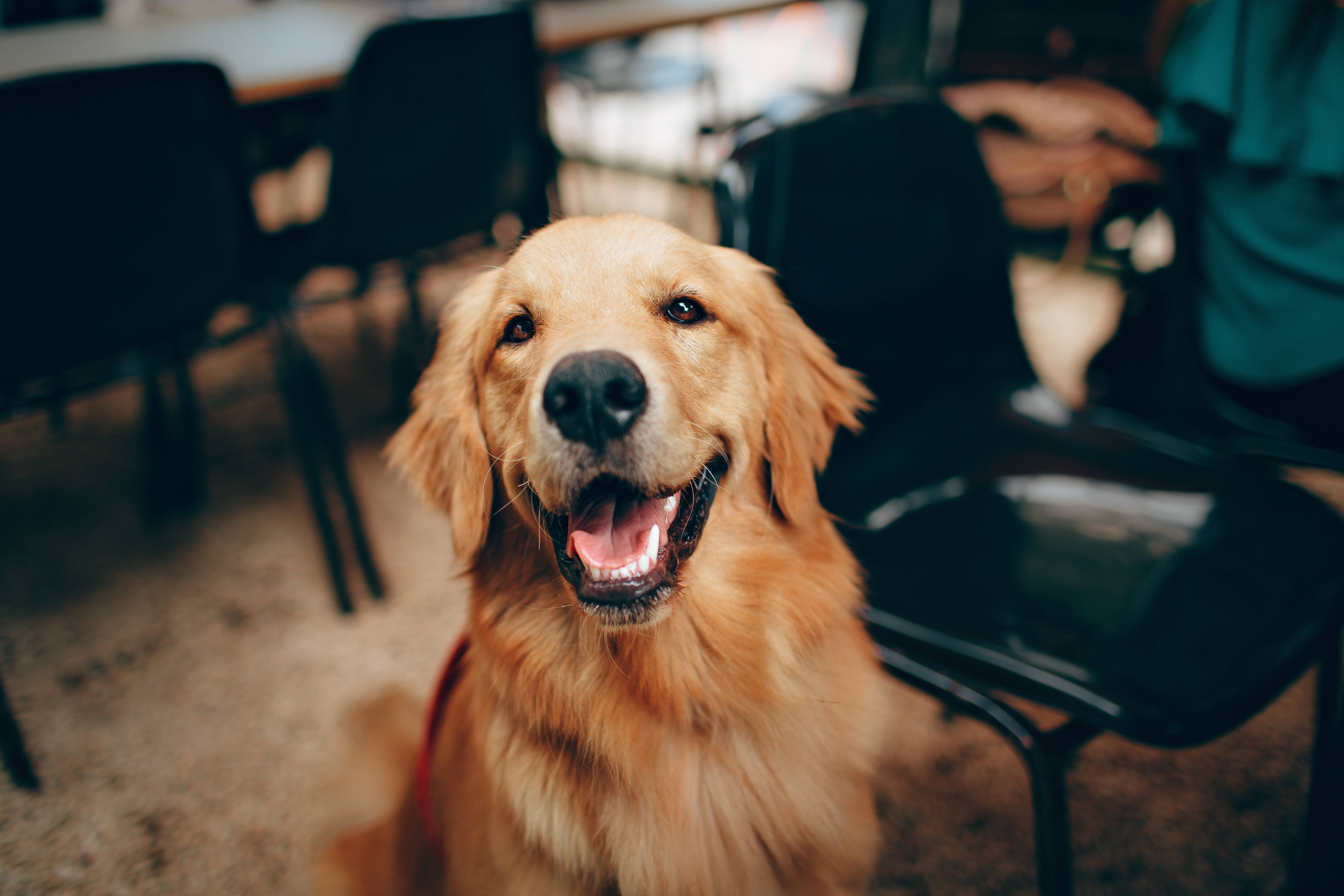 golden retriever, office, softly lit, 5K Desktop Wallpaper