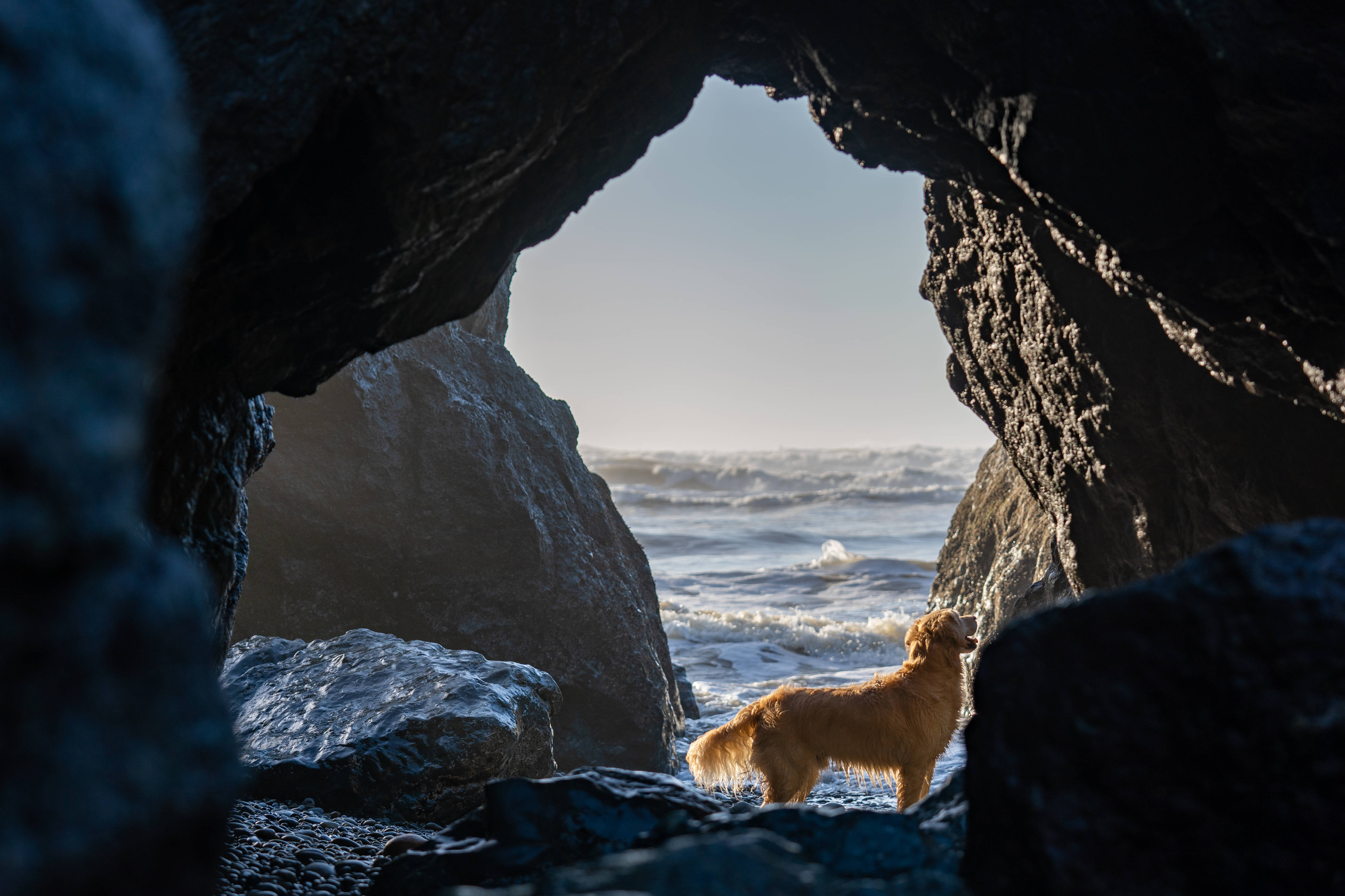 golden retriever, sea cave, rocky entrance, 5K Desktop Wallpaper