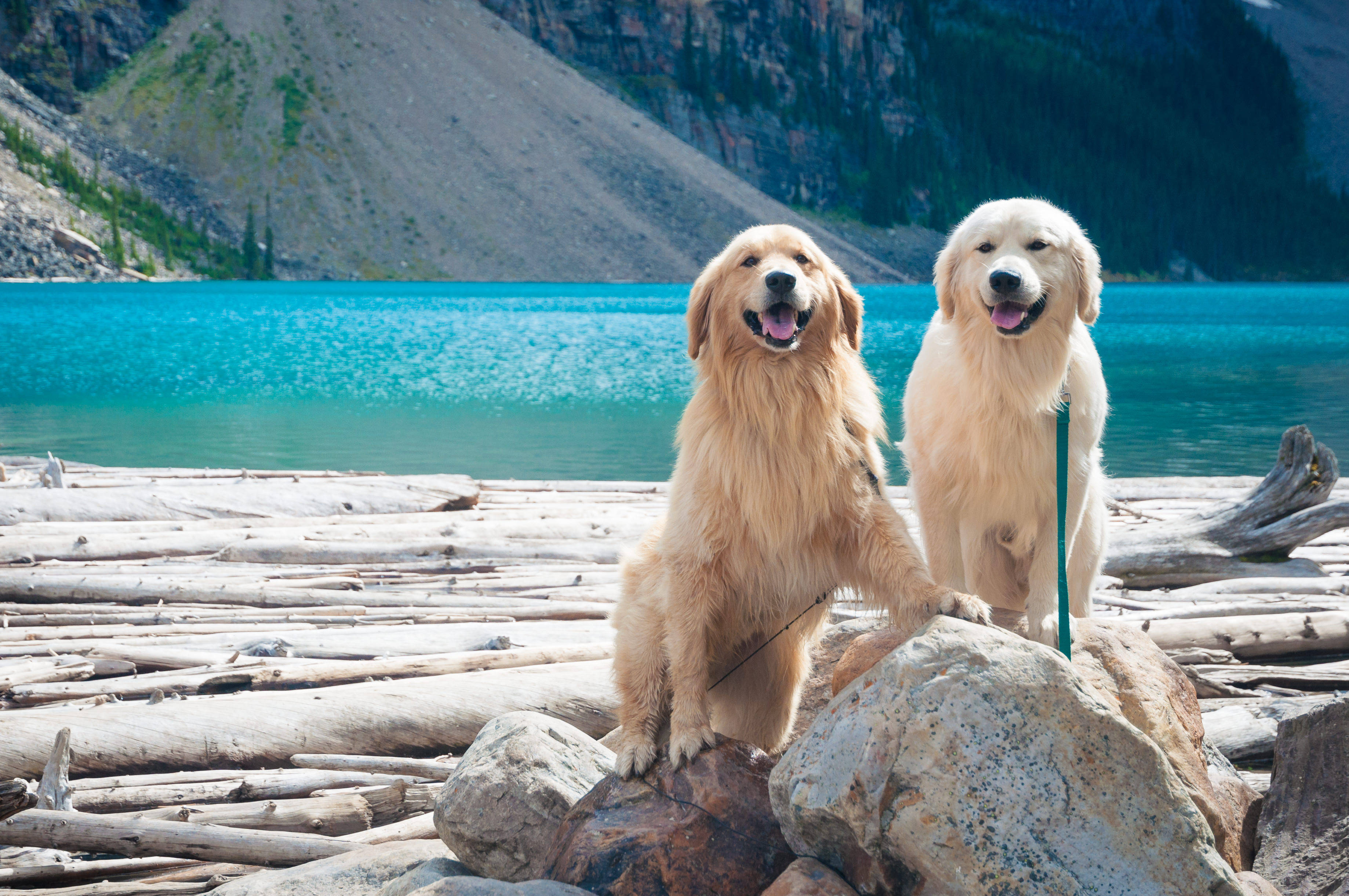 golden retriever, turquoise lake, rugged mountains, 2K Desktop Wallpaper