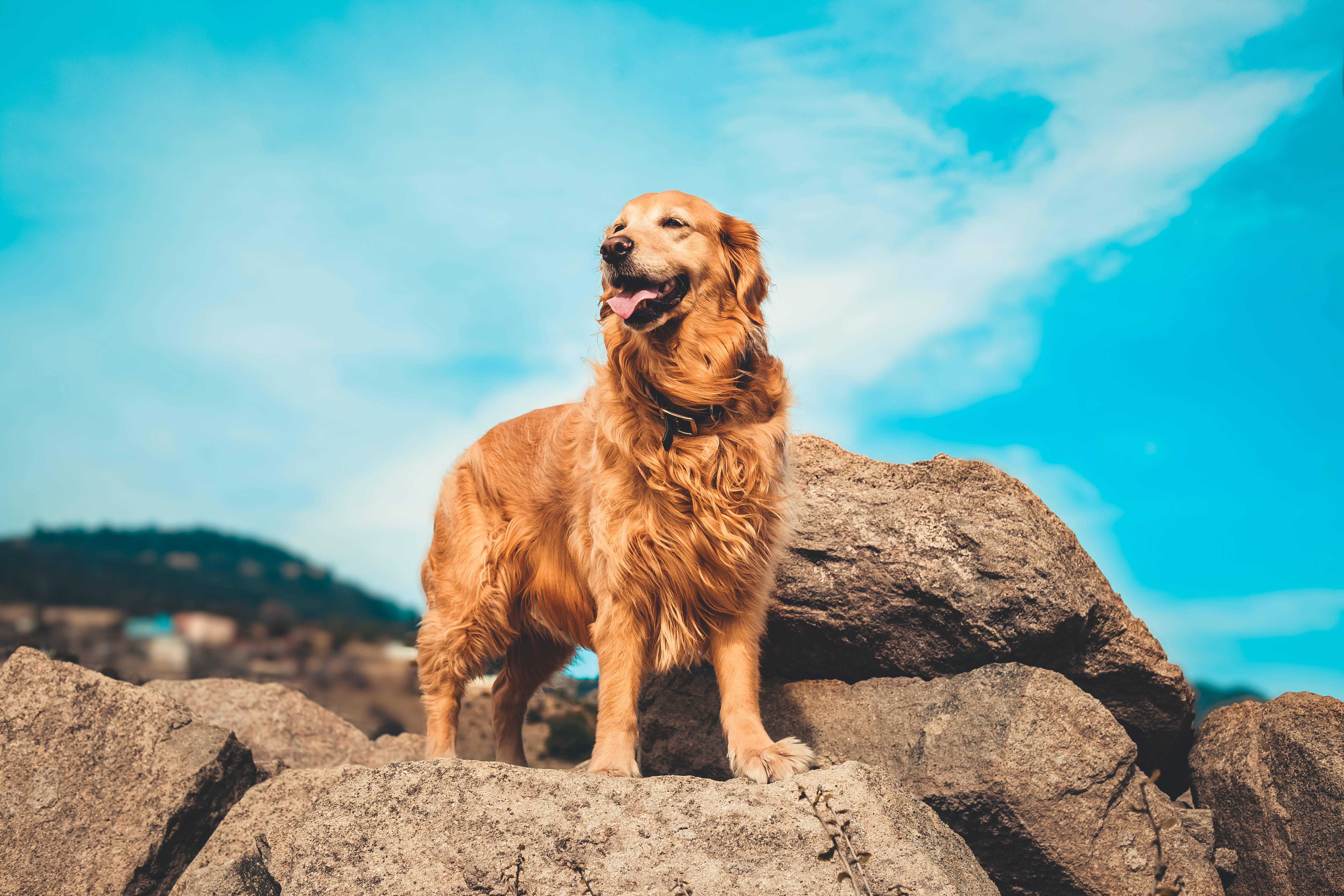 golden retriever, rocks, sunlit, 5K Desktop Wallpaper