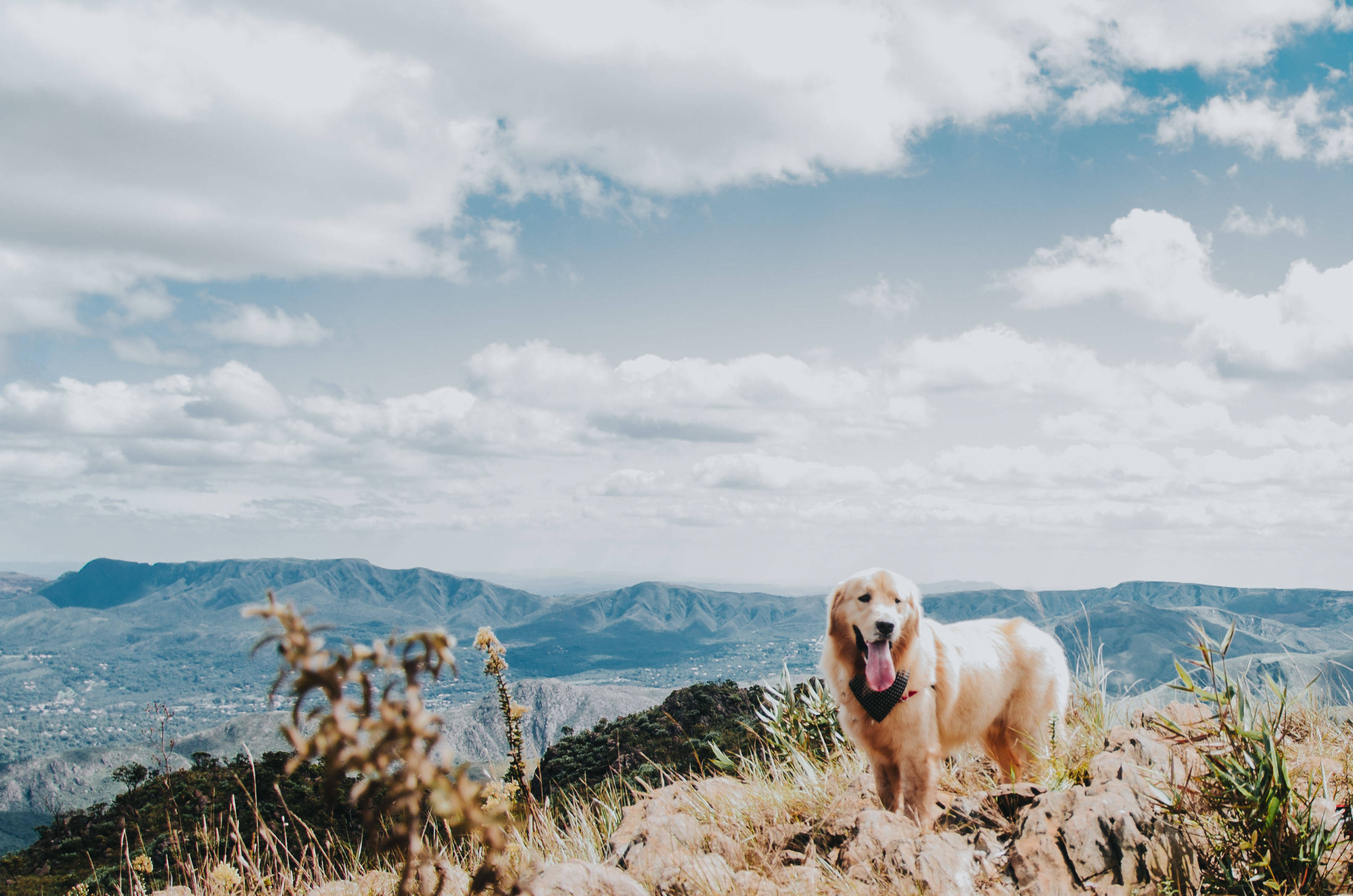 golden retriever, mountain ridge, sunlit, 2K Desktop Wallpaper