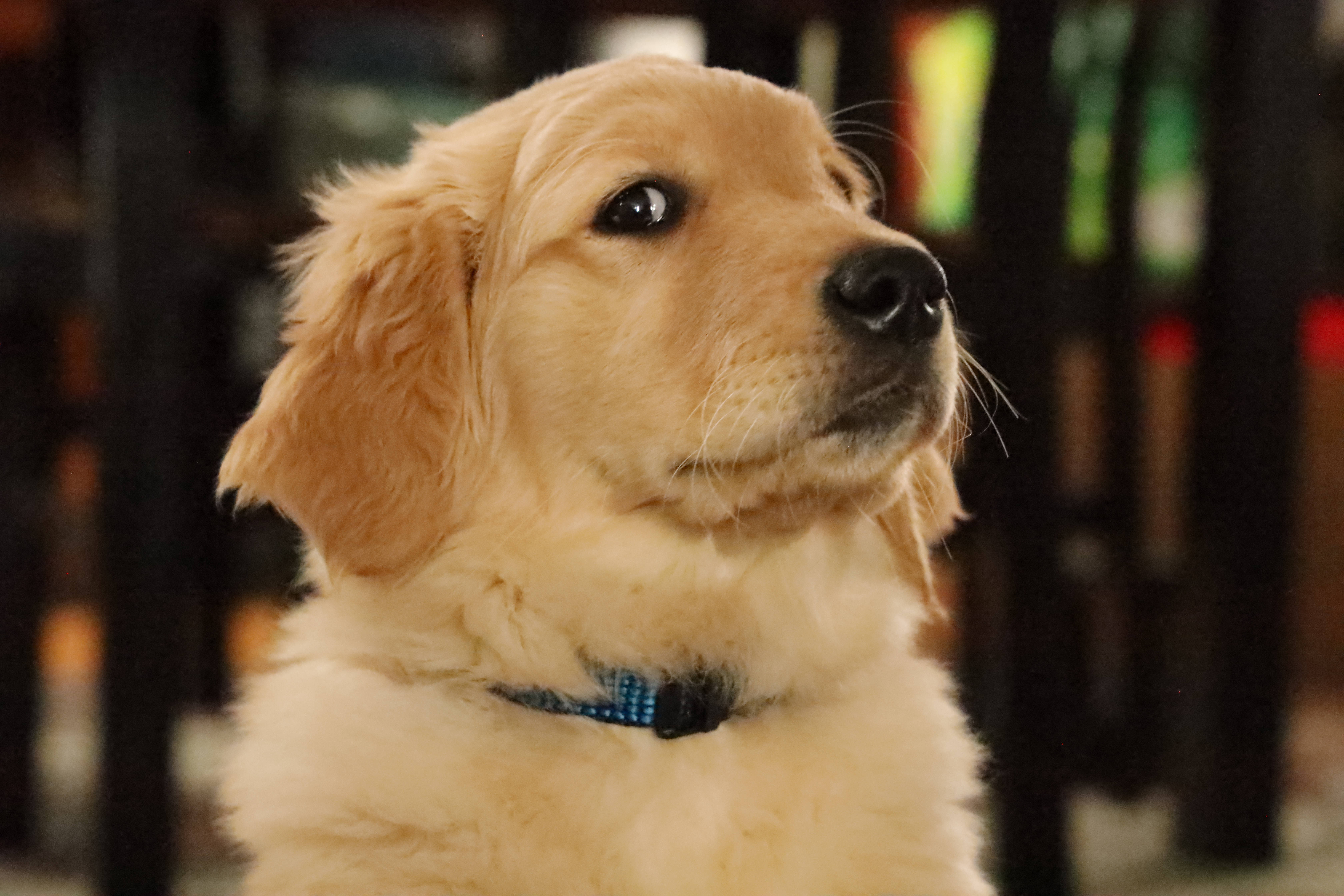 golden retriever puppy, soft fluffy fur, blue collar, 5K Desktop Wallpaper