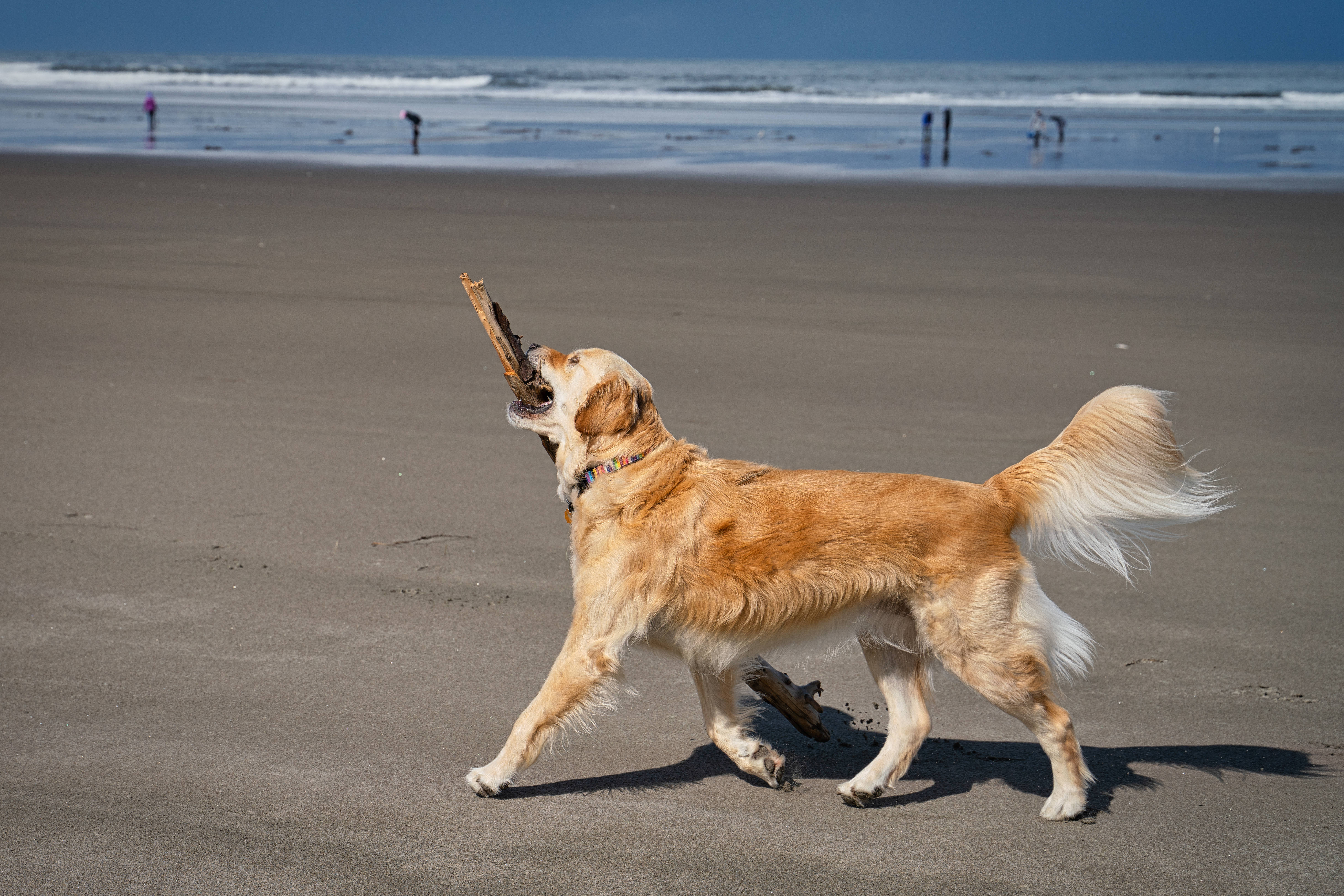 golden retriever, sunlit beach, stick, 5K Desktop Wallpaper