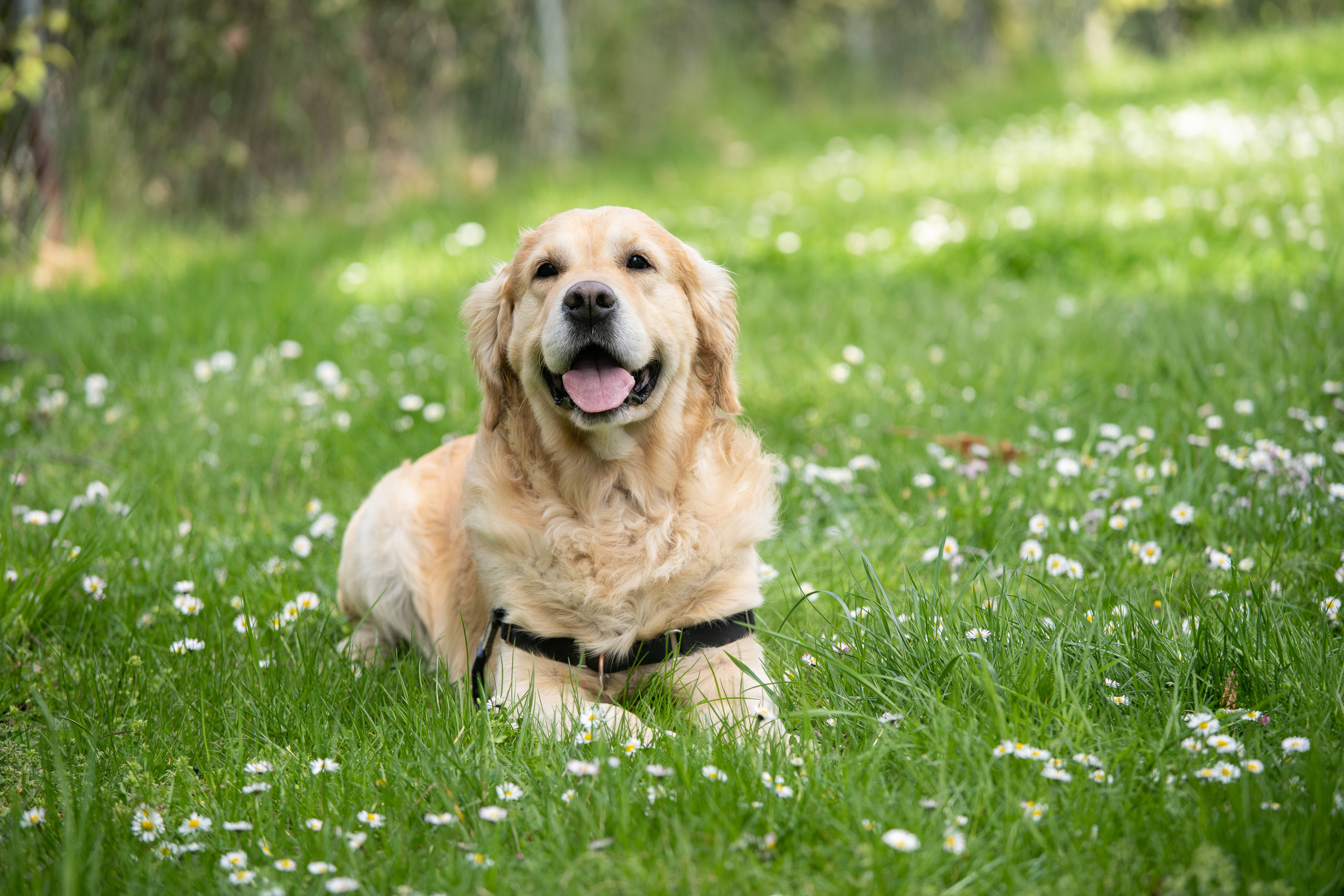 golden retriever, sunlit meadow, white daisies, 5K Desktop Wallpaper