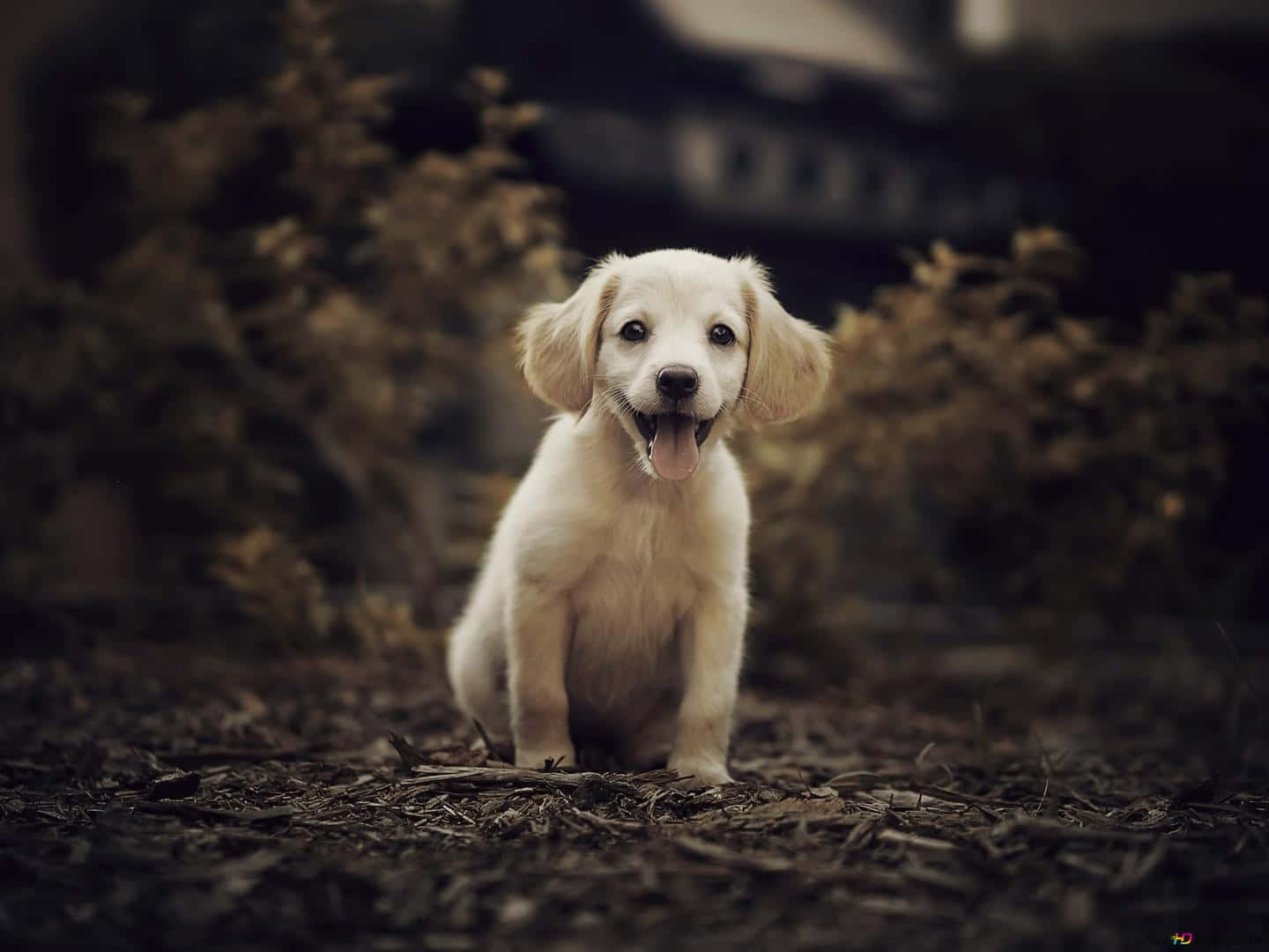 small dog golden retriever, fluffy white puppy, mulch, HD Desktop Wallpaper