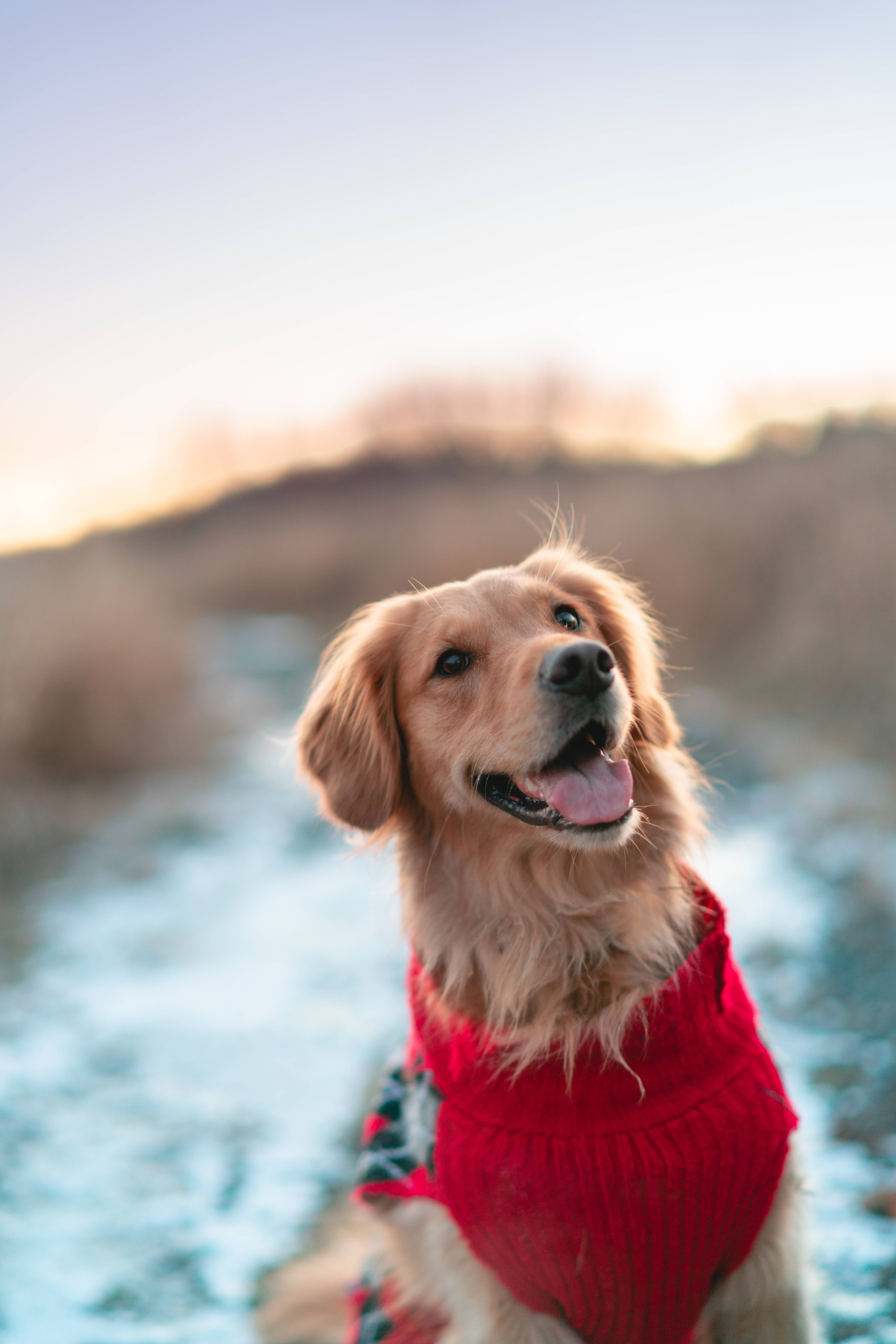 golden retriever, red sweater, snowy field, 8K Phone Wallpaper
