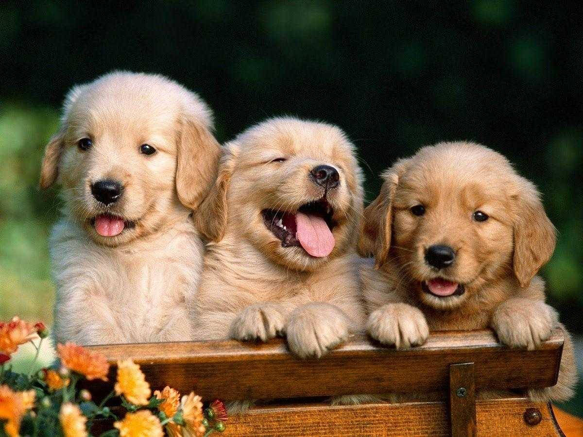 golden retriever puppy, wooden fence, bright orange flowers, SD Desktop Wallpaper