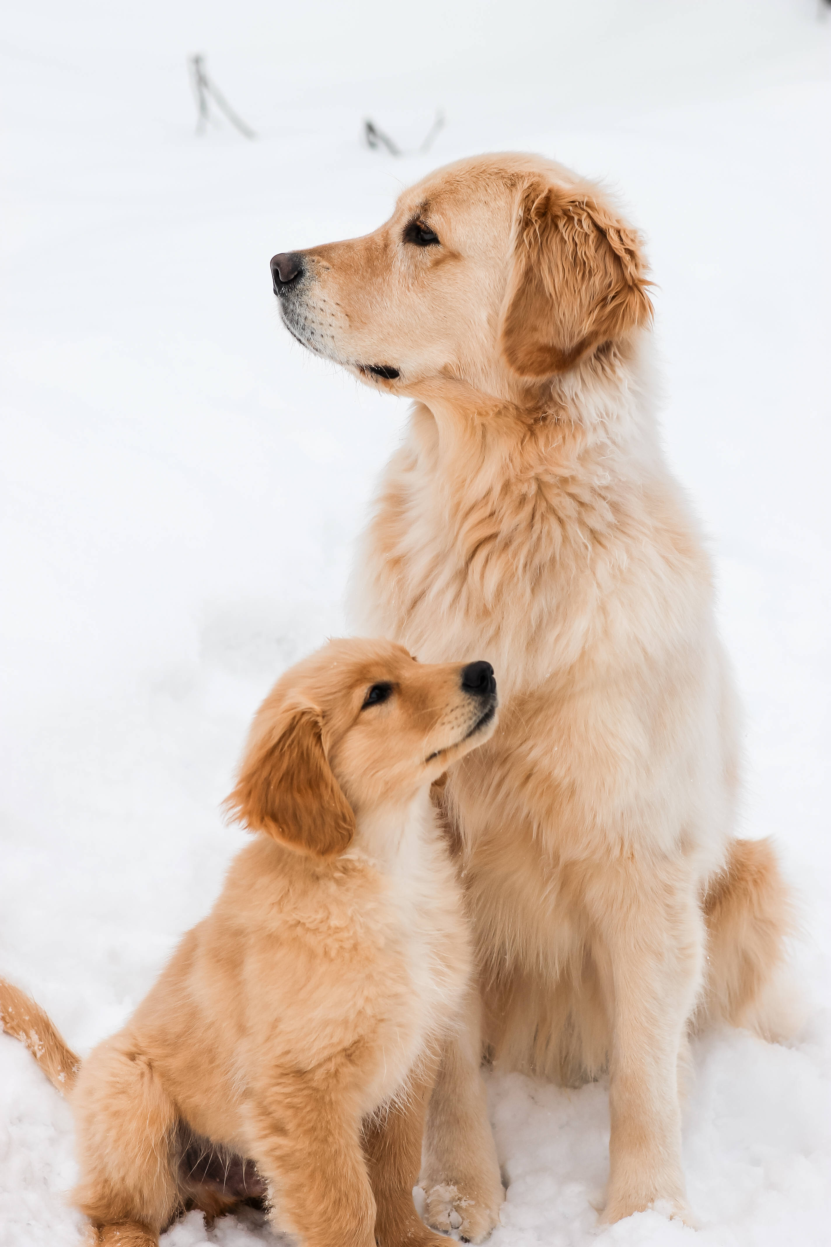 golden retriever, puppy, deep snow, 4K Phone Wallpaper