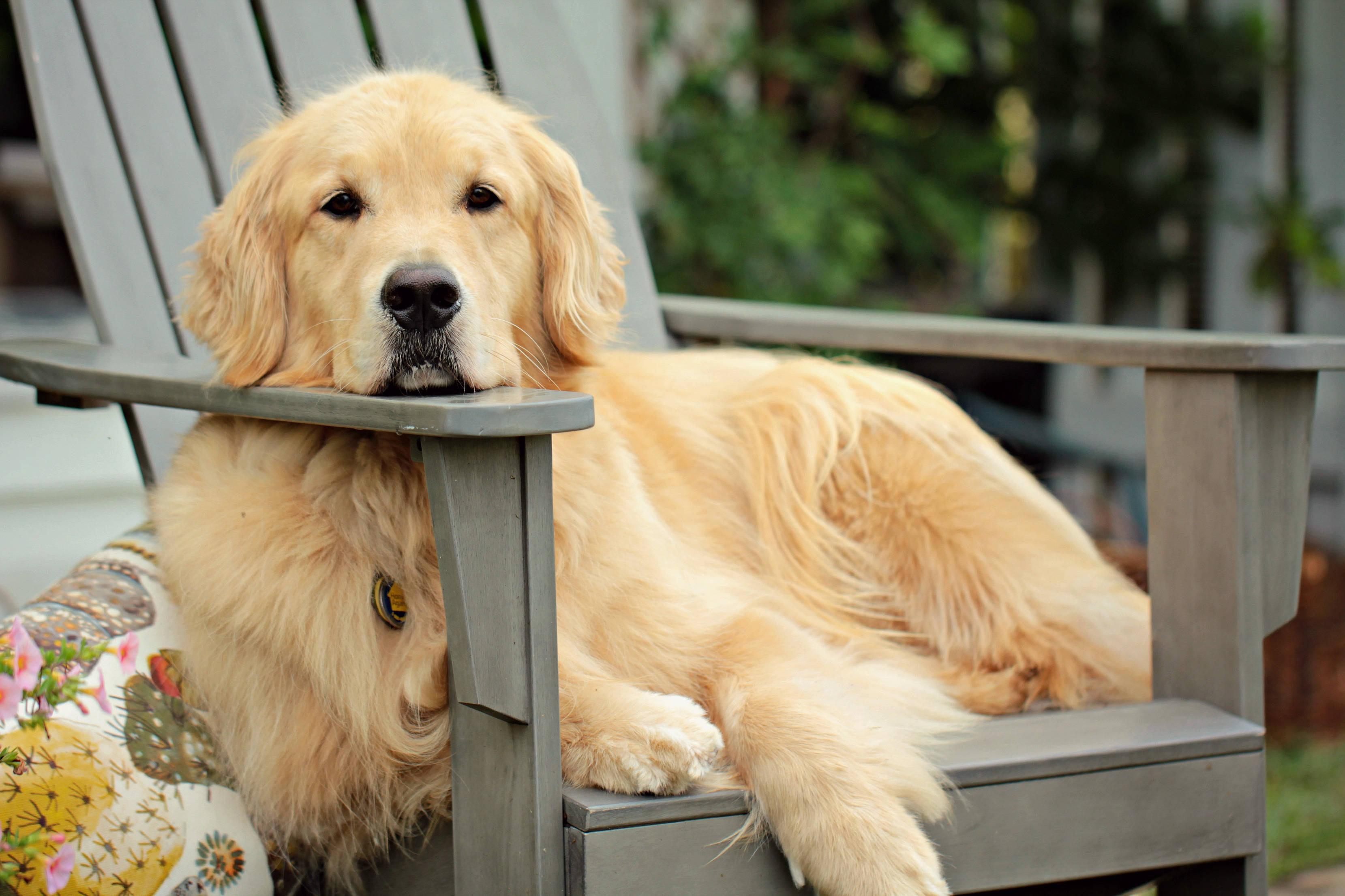 golden retriever, gray wooden porch chair, floral cushion, 2K Desktop Wallpaper