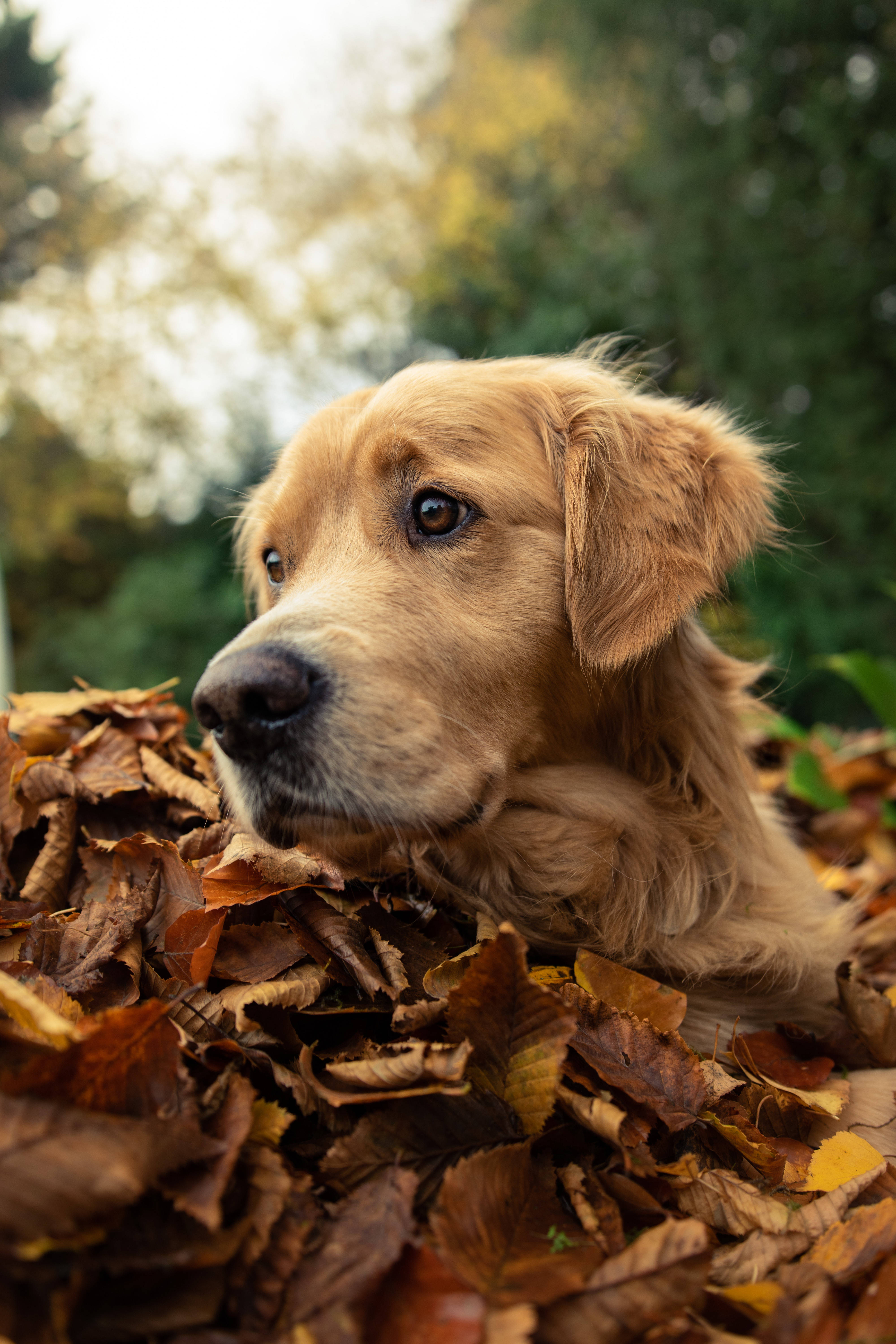 golden retriever, autumn leaves, soft focus trees, 5K Phone Wallpaper