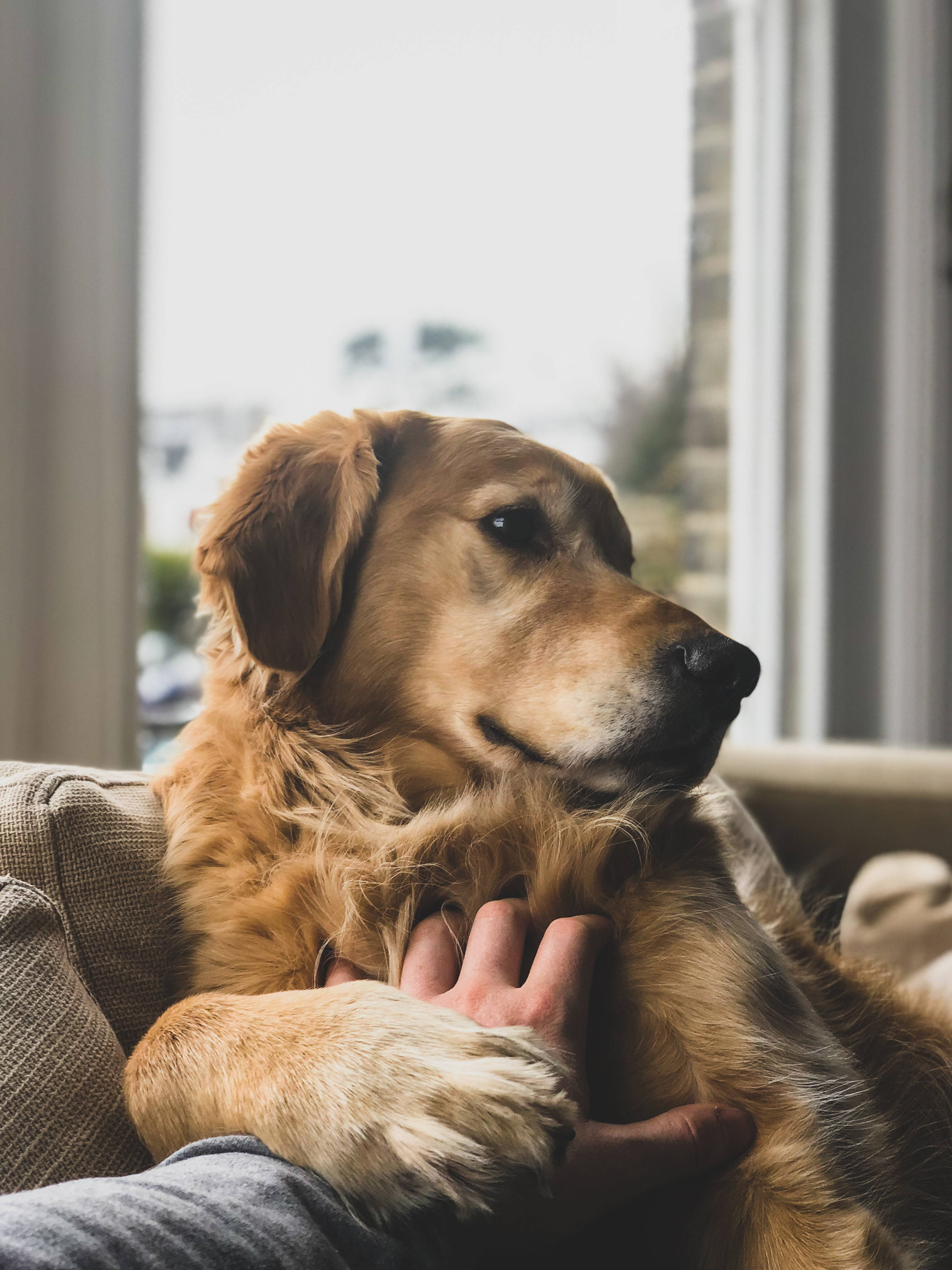 golden retriever, couch, human hand, 4K Phone Wallpaper