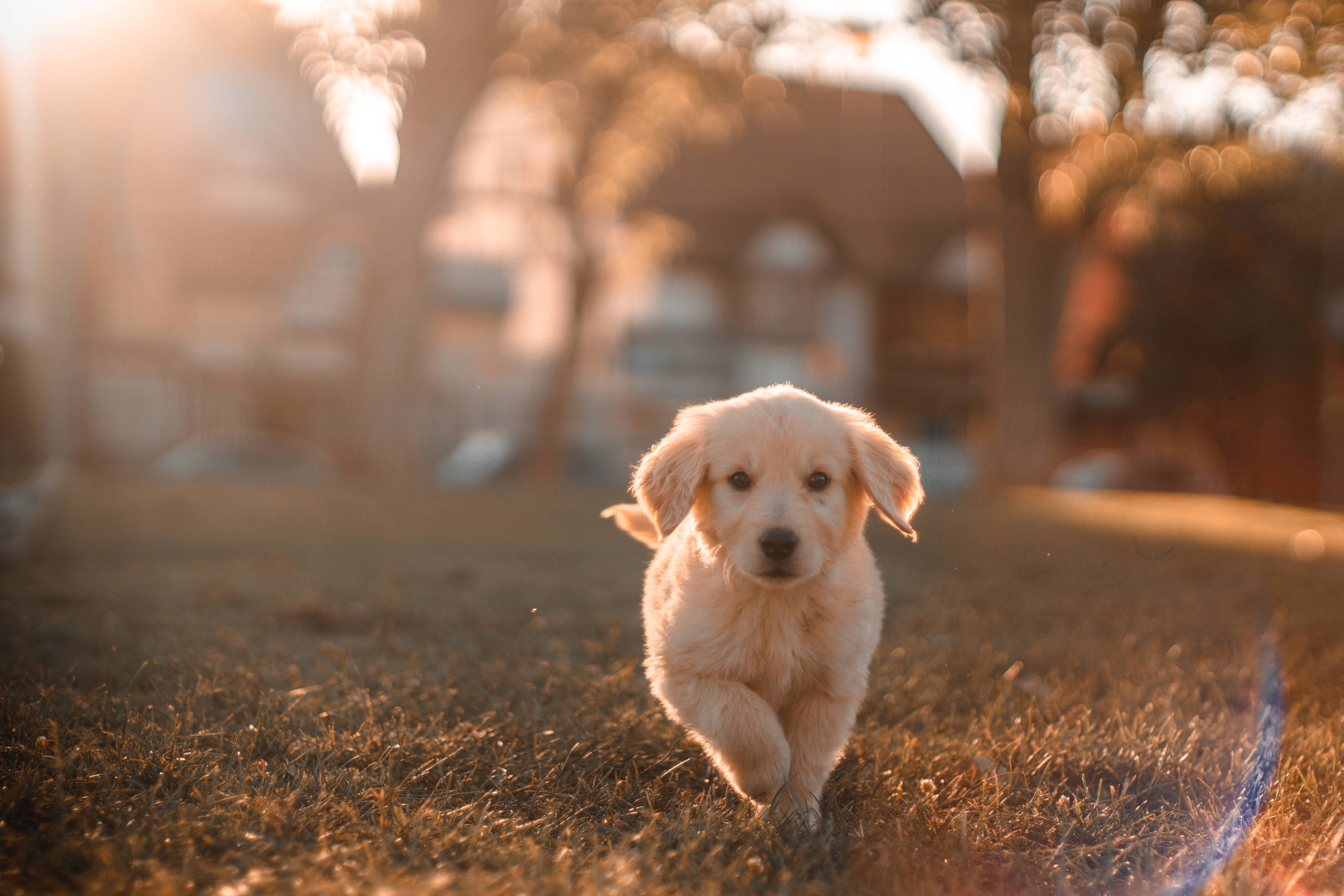 Golden Retriever, puppy, sunlit grass, 5K Desktop Wallpaper
