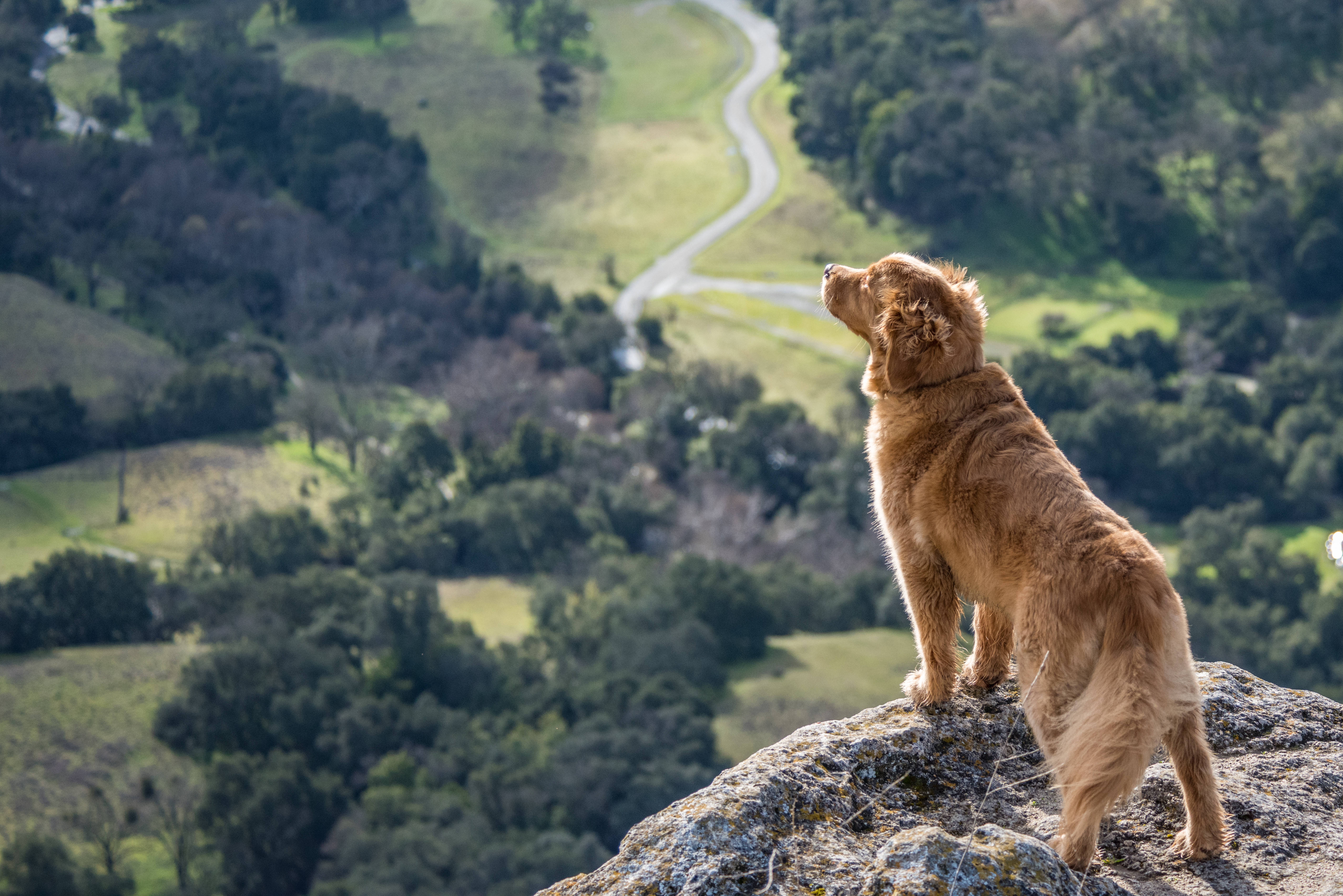 golden retriever, rocky cliff, winding road, 5K Desktop Wallpaper