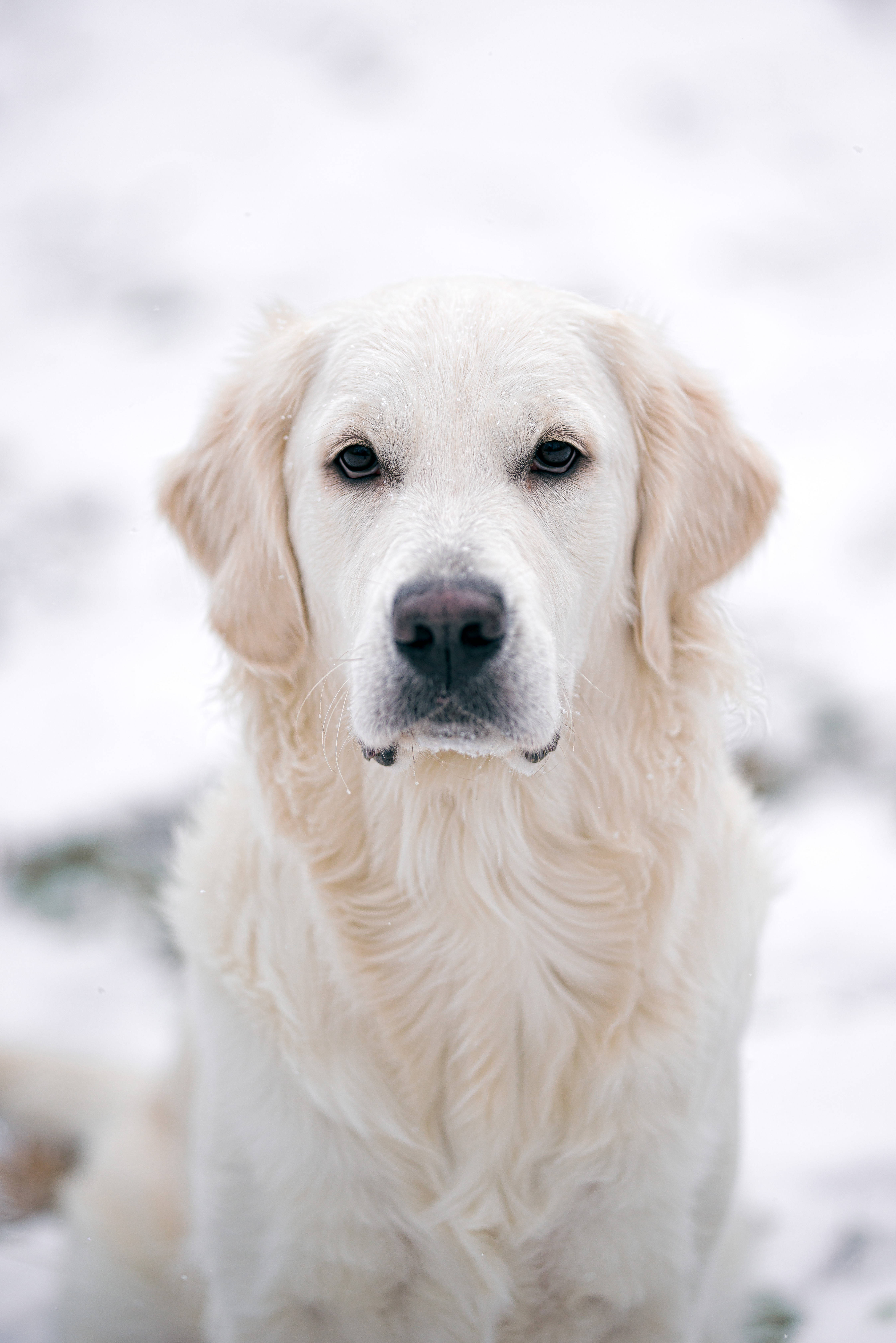 white golden retriever, soft cream fur, snowy landscape, 5K Phone Wallpaper