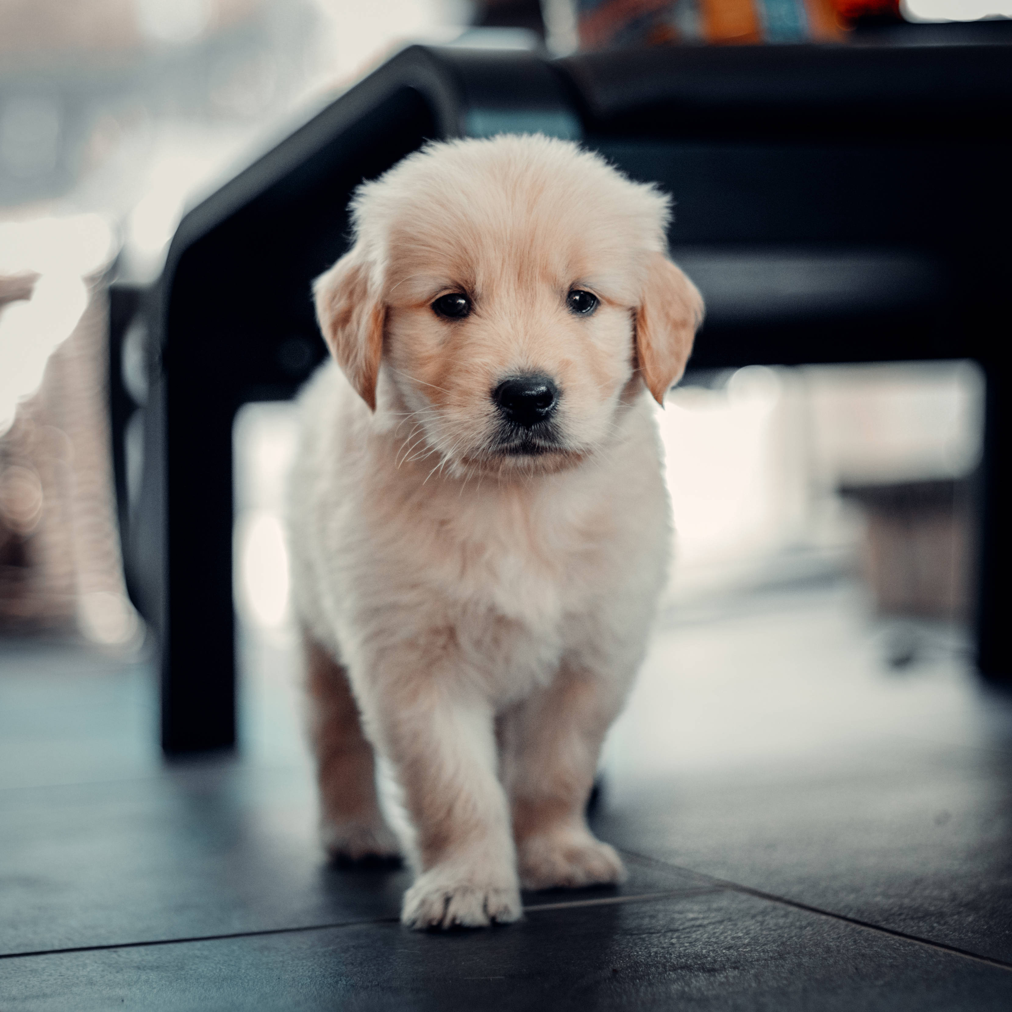 golden retriever puppy, fluffy, dark tiled floor, 2K Desktop Wallpaper