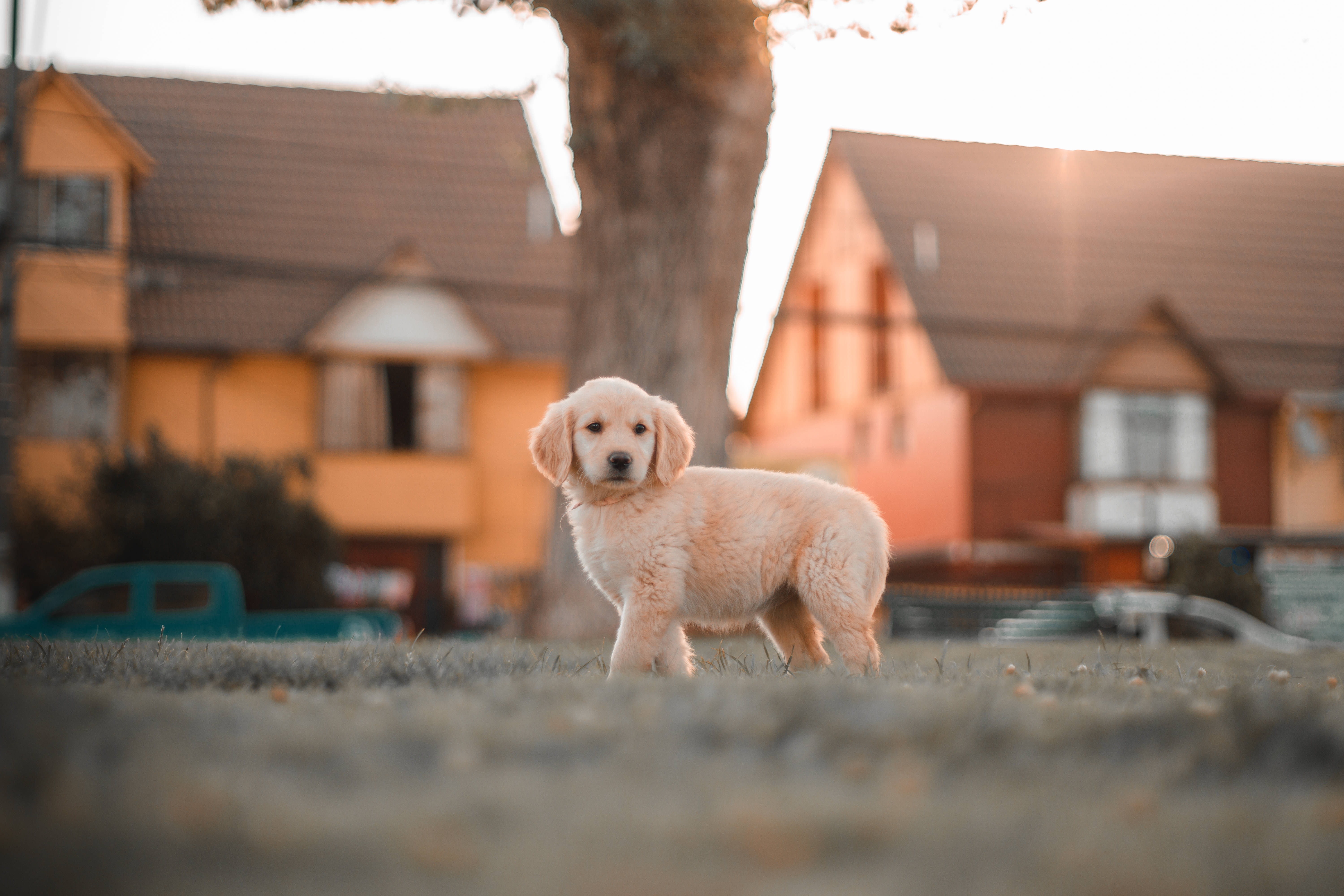 fluffy golden retriever puppy, park, sunlit yard, 5K Desktop Wallpaper