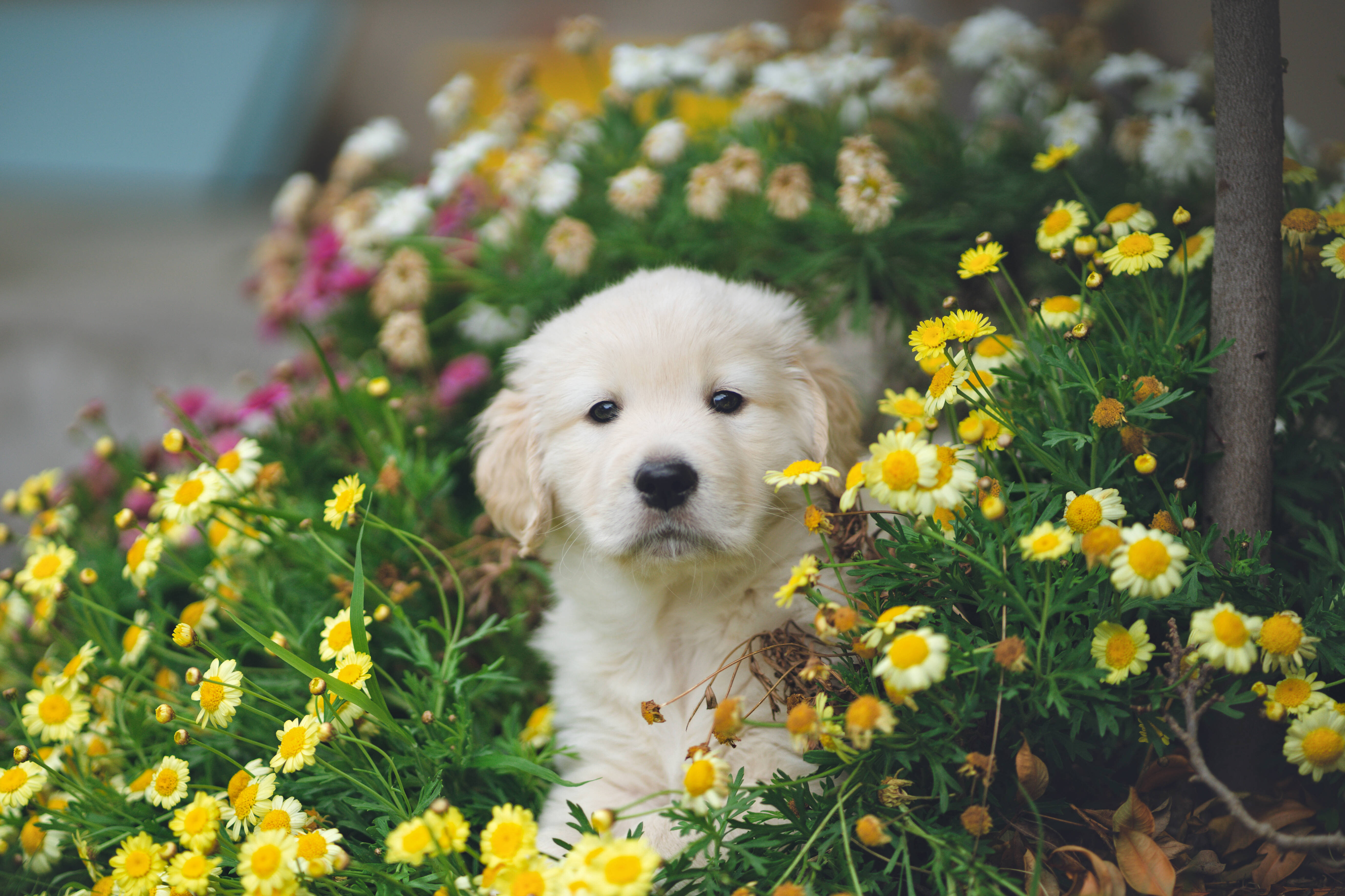 Golden Retriever puppy, daisies, yellow and pink daisies, 5K Desktop Wallpaper