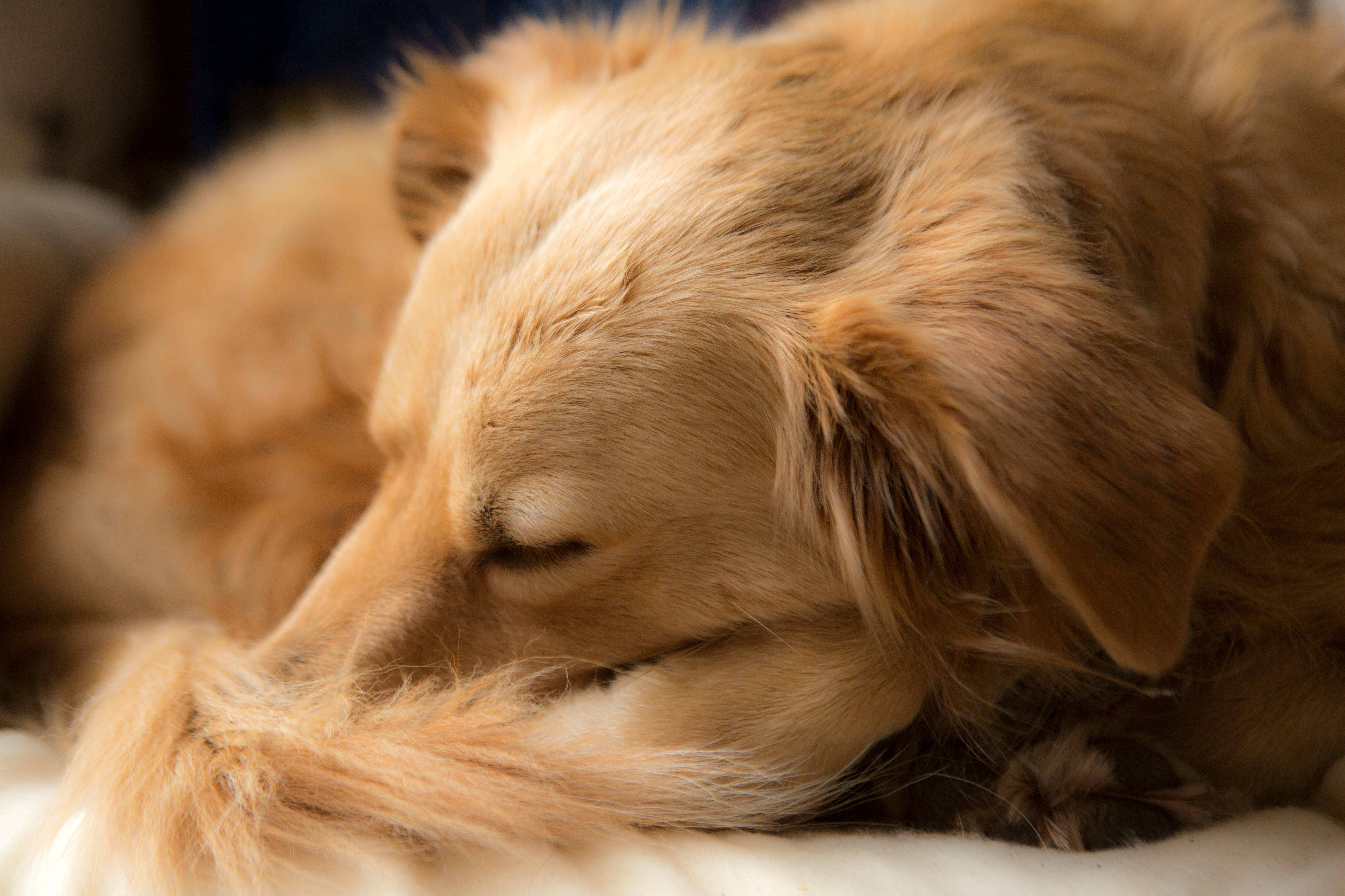 golden retriever, sleeping, curled, 5K Desktop Wallpaper