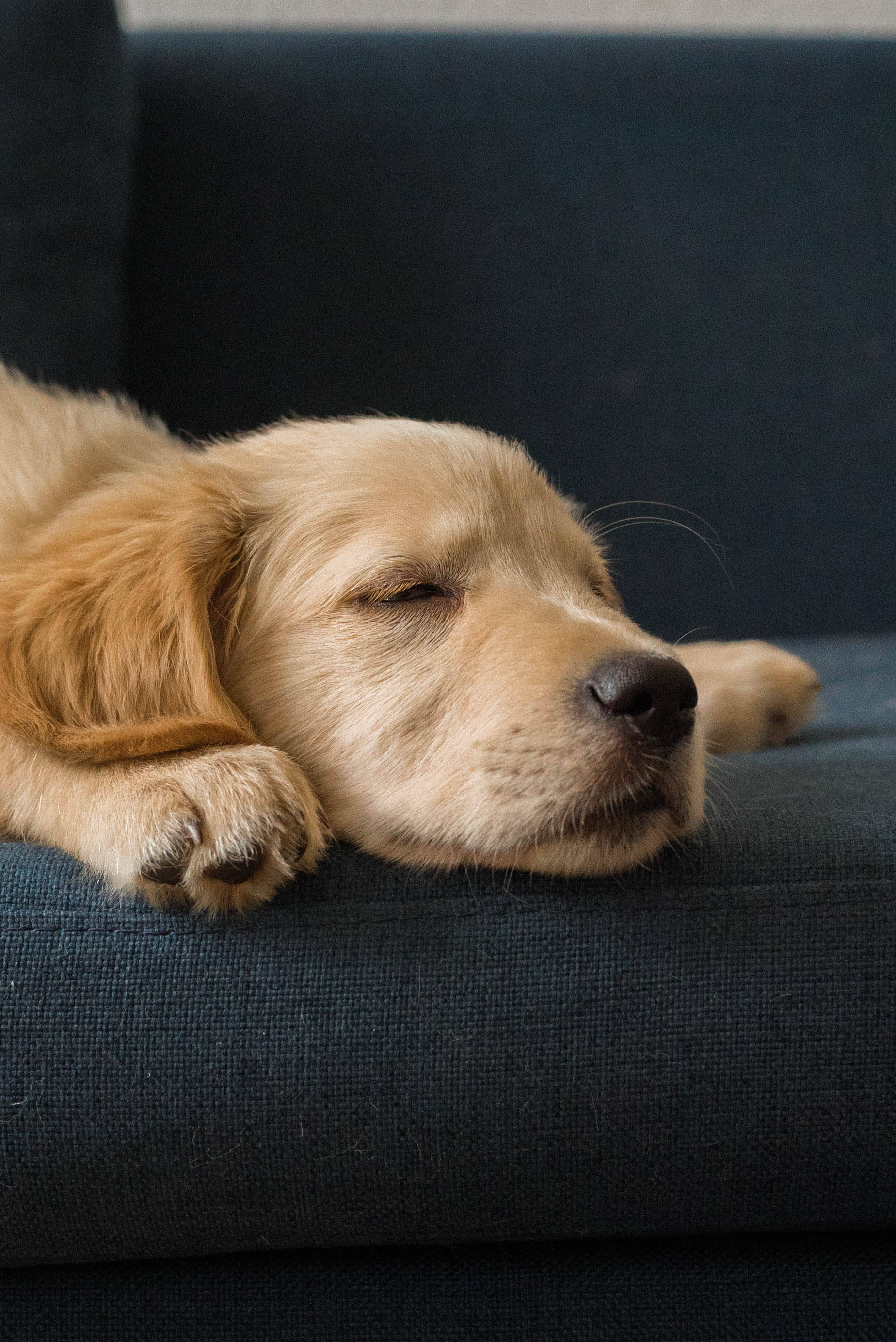 golden retriever puppy, couch, dark blue, 2K Phone Wallpaper
