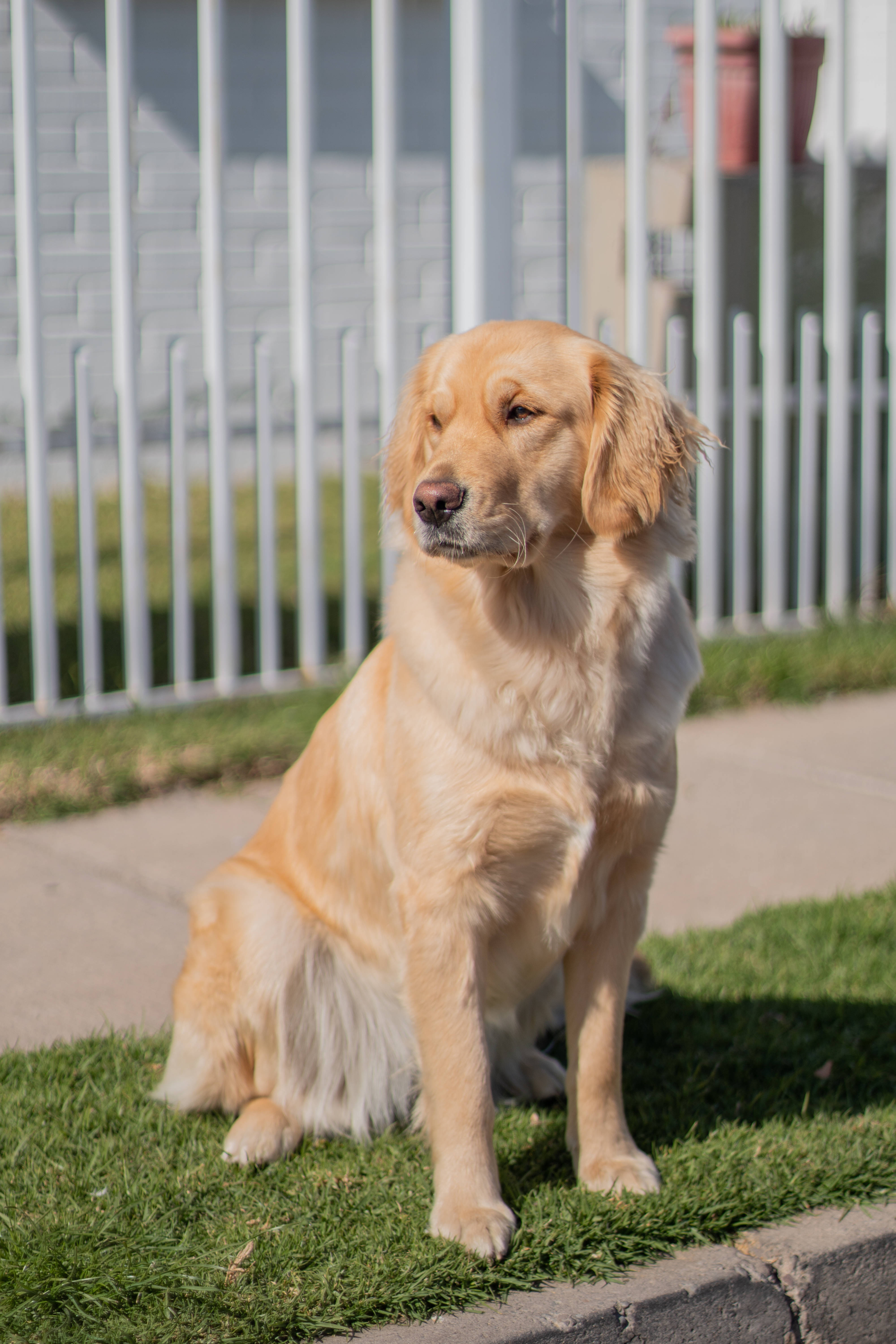 golden retriever, green grass, white fence, 5K Phone Wallpaper