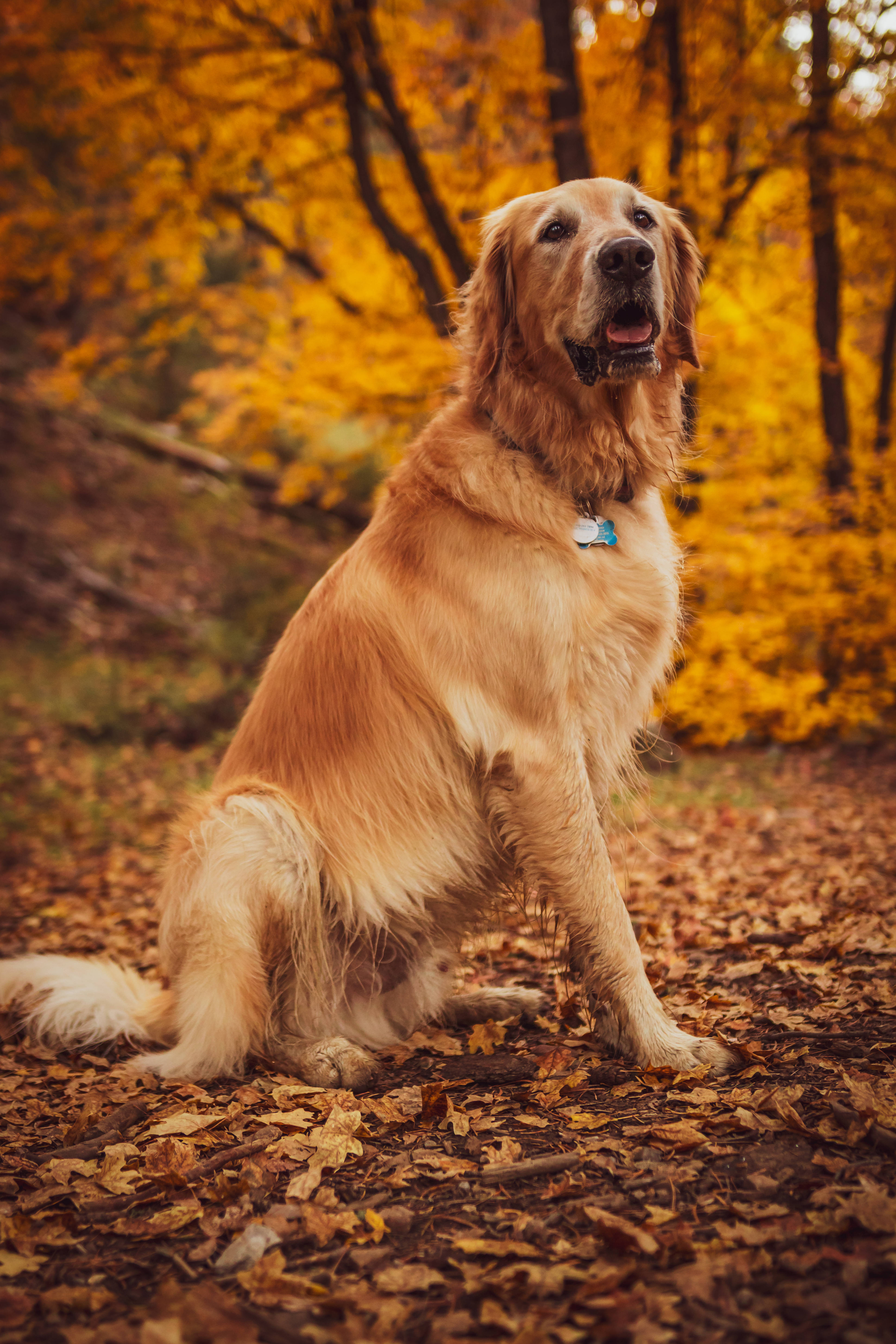golden retriever, autumn day, forest, 5K Phone Wallpaper