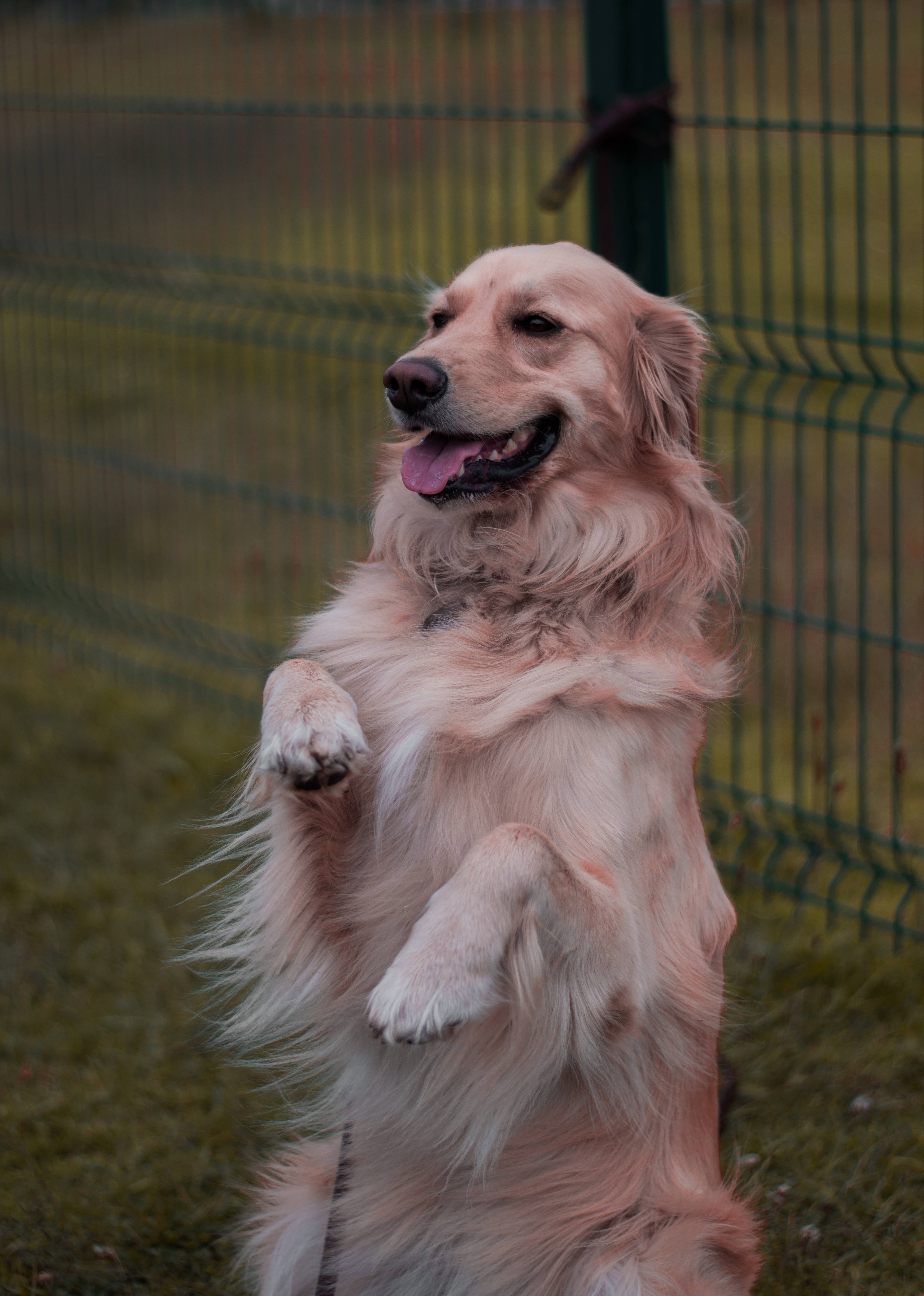 golden retriever, grassy yard, green fence, 5K Phone Wallpaper
