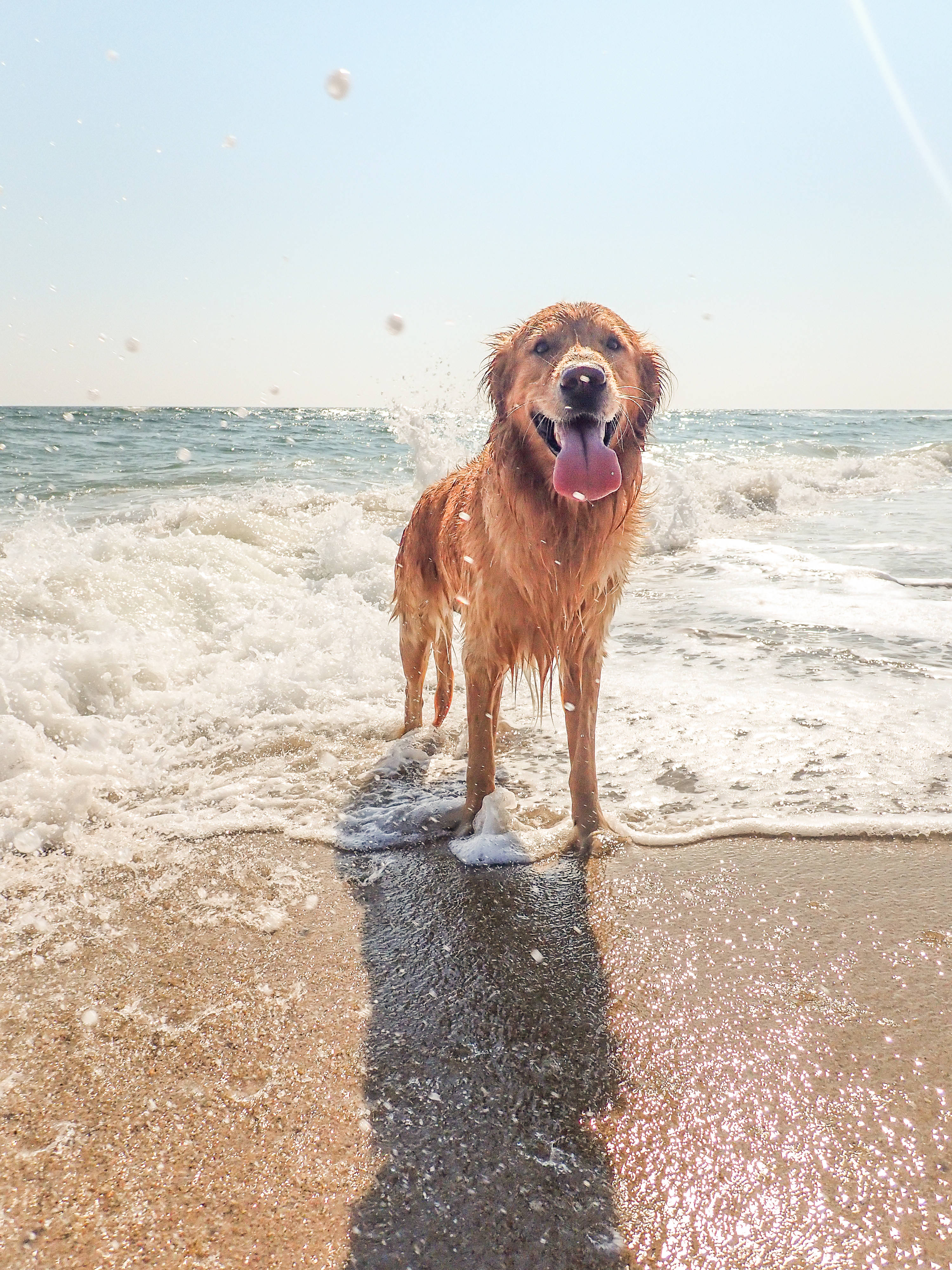 golden retriever, beach, ocean surf, 4K Phone Wallpaper