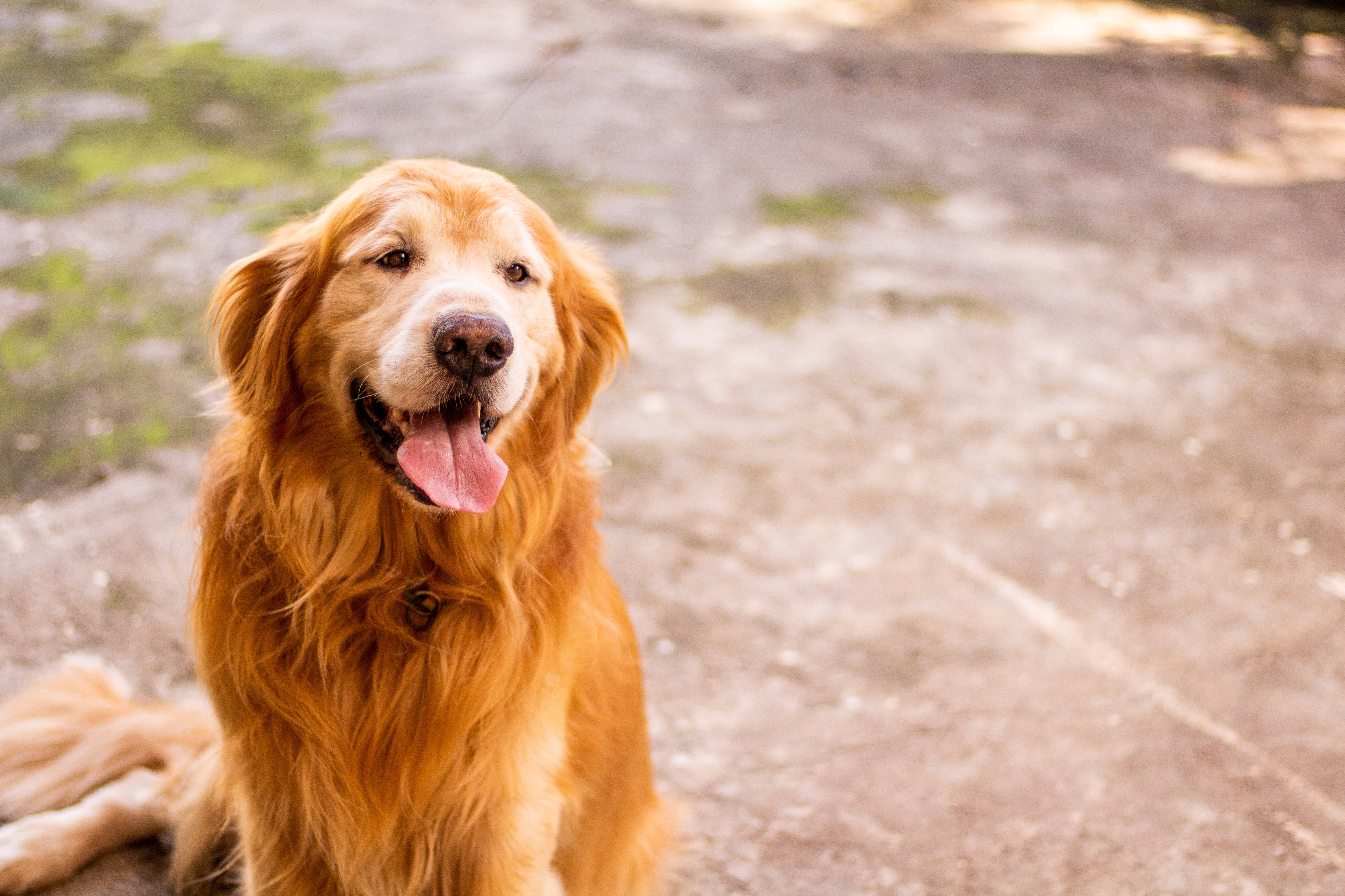 golden retriever, tongue out, sunlit stone path, 5K Desktop Wallpaper