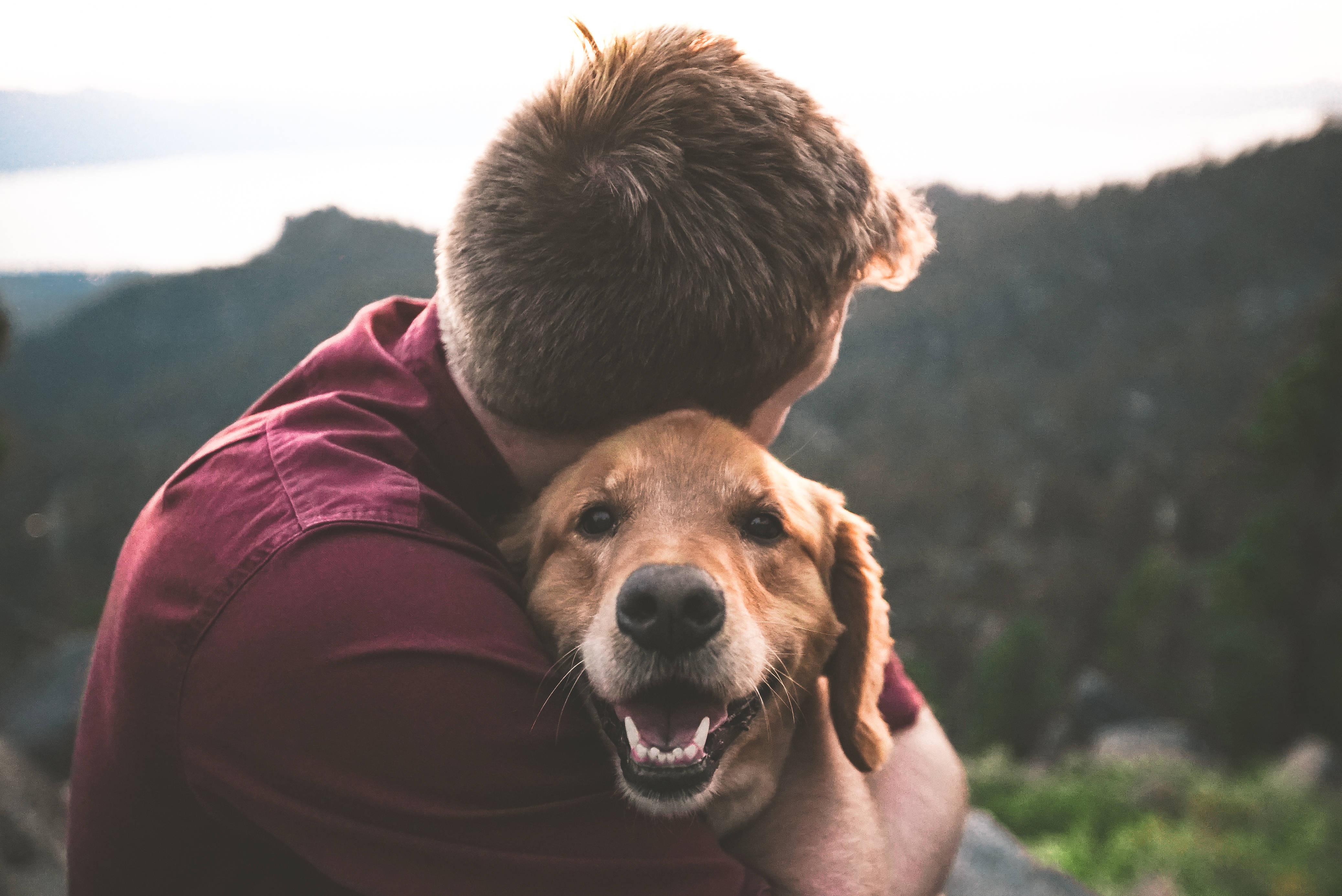 golden retriever, maroon shirt, mountain backdrop, 4K Desktop Wallpaper