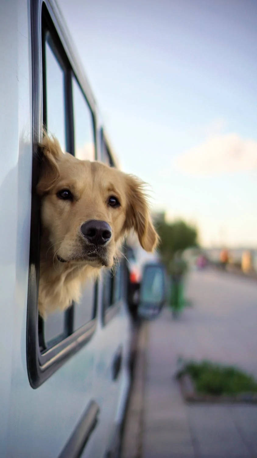 golden retriever, iPhone 11 Pro, 4K, HD Phone Wallpaper