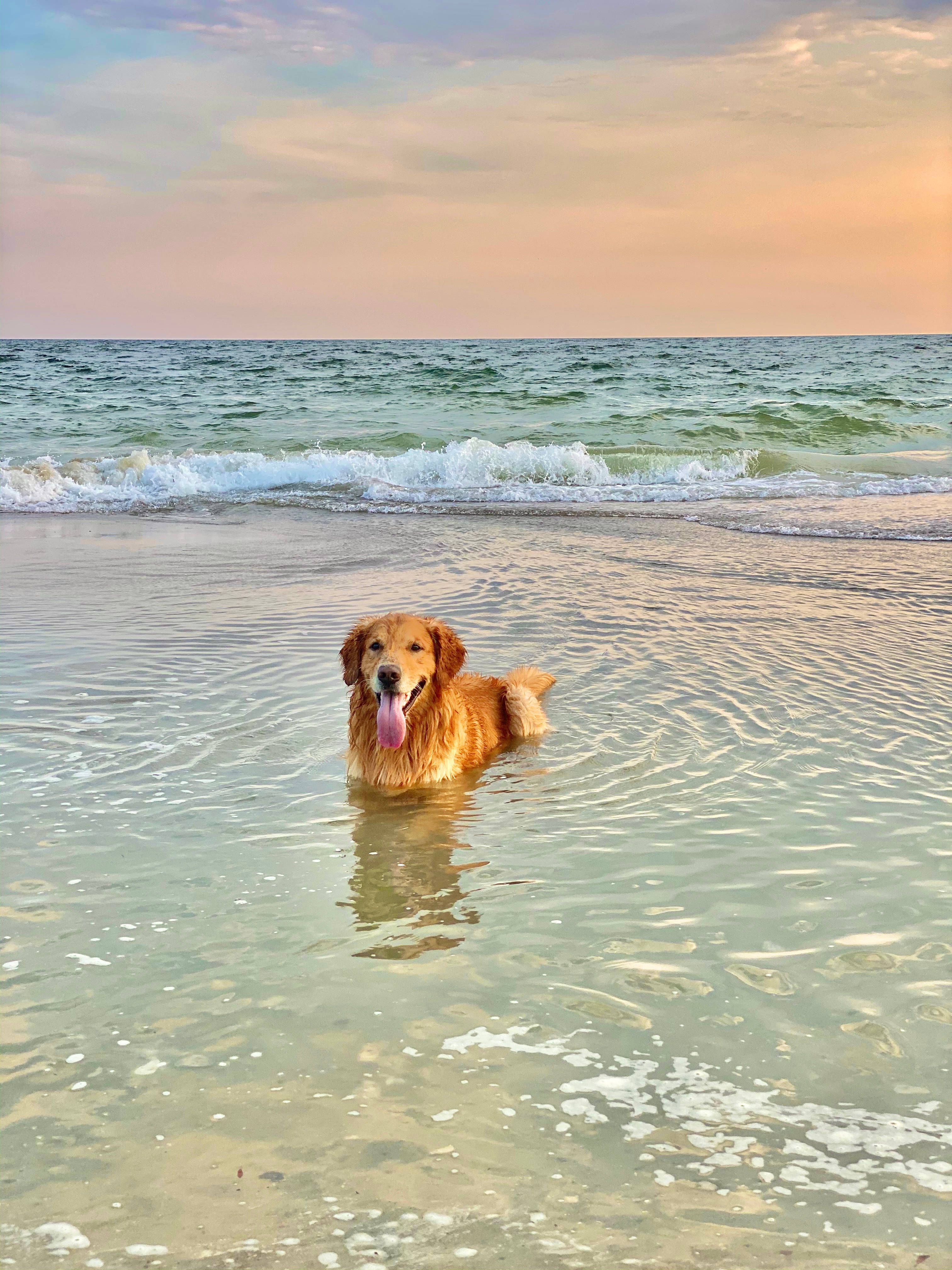 golden retriever, beach, ocean water, 4K Phone Wallpaper