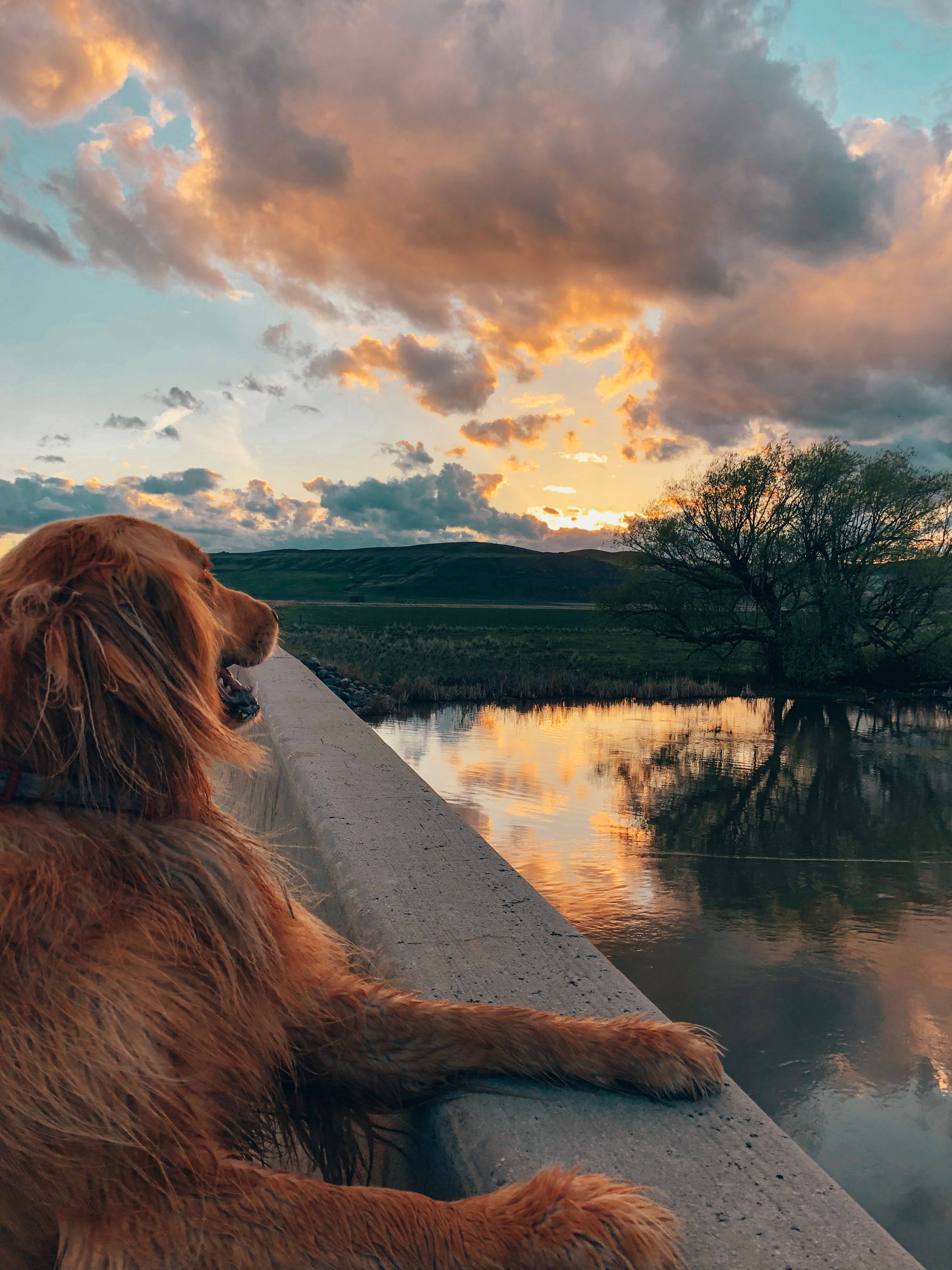 Golden Retriever, bay sunset, concrete ledge, 4K Phone Wallpaper