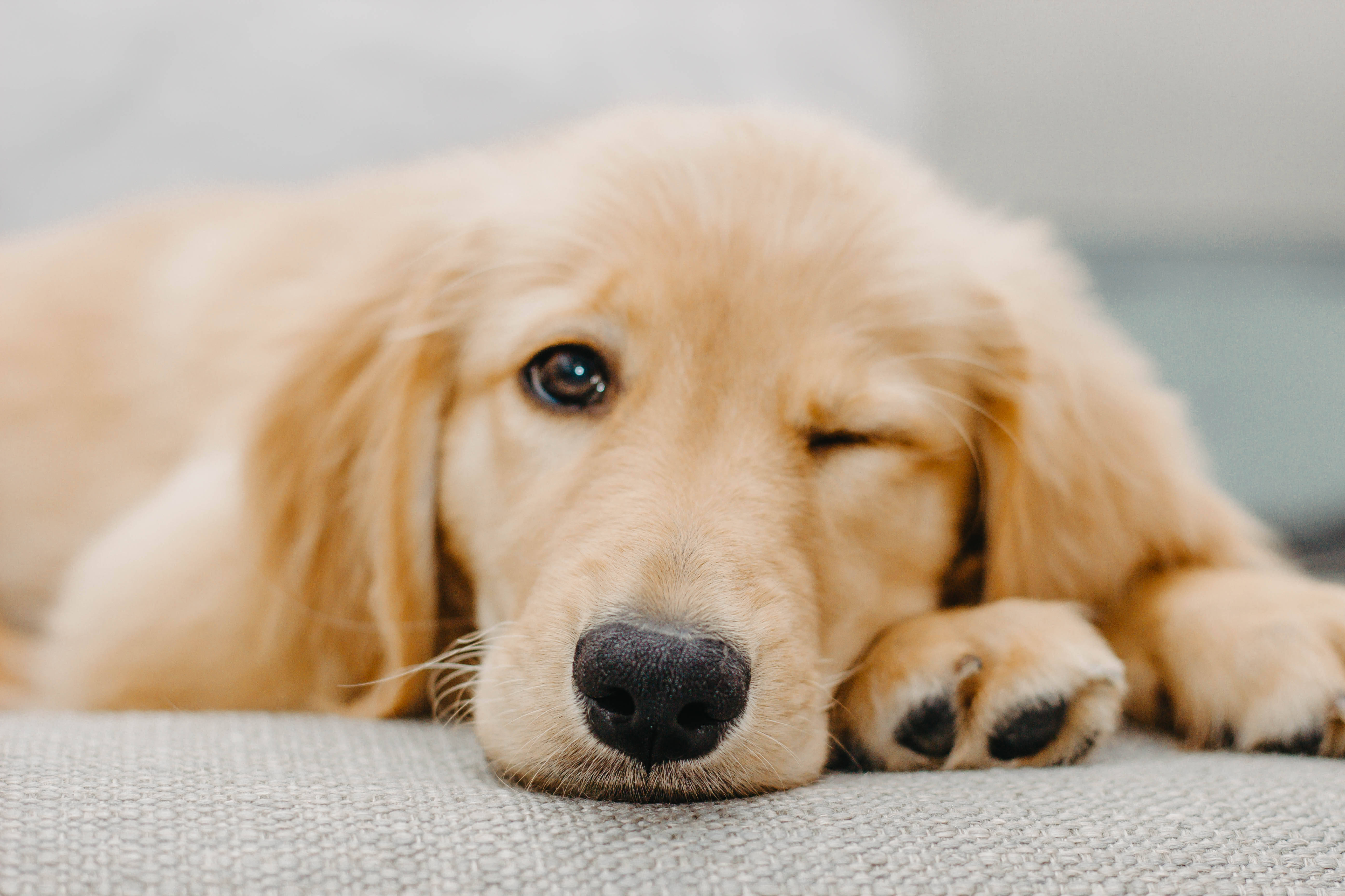 golden retriever, puppy, gray carpet, 5K Desktop Wallpaper