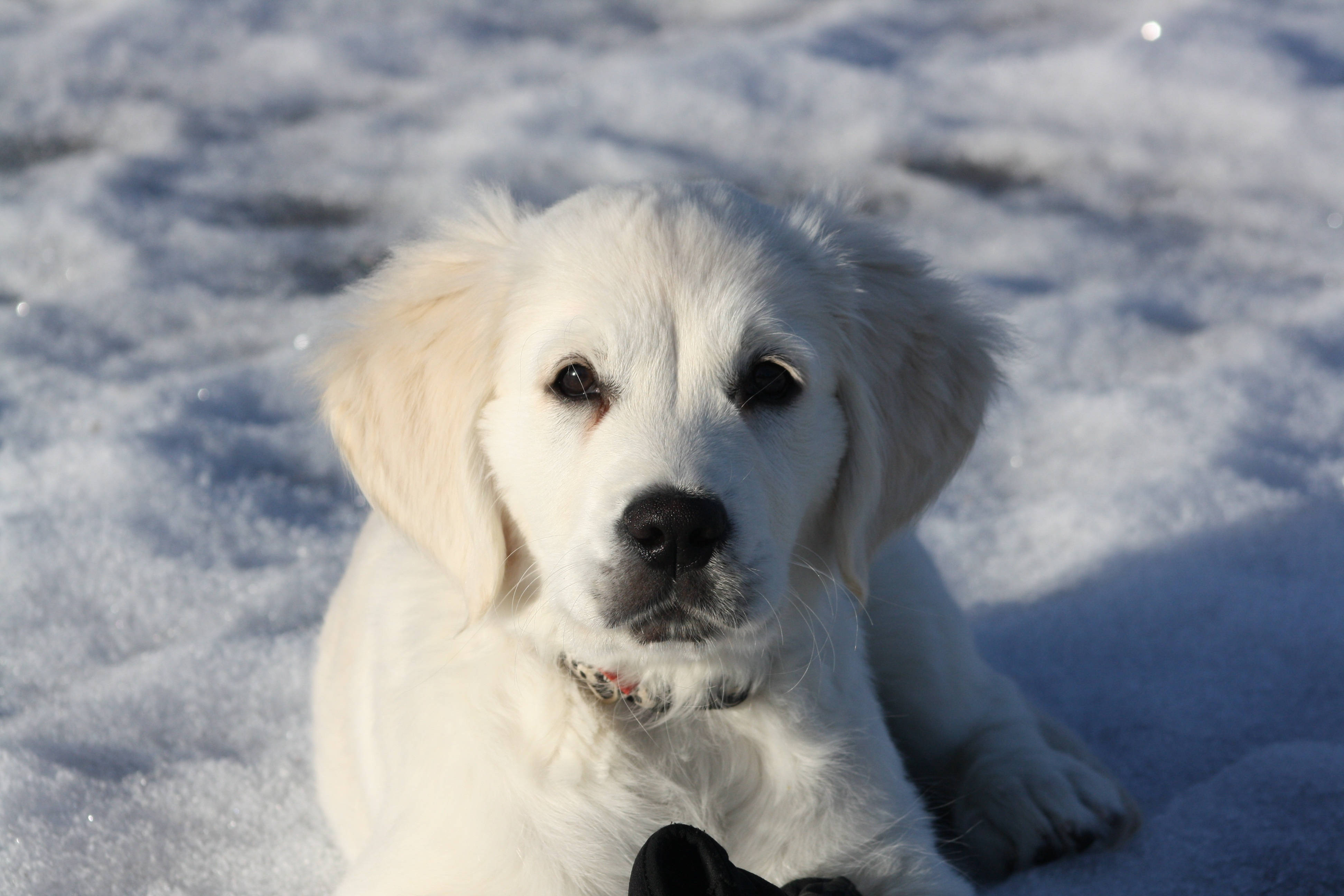 golden retriever puppy, white snow, bright snow, 4K Desktop Wallpaper
