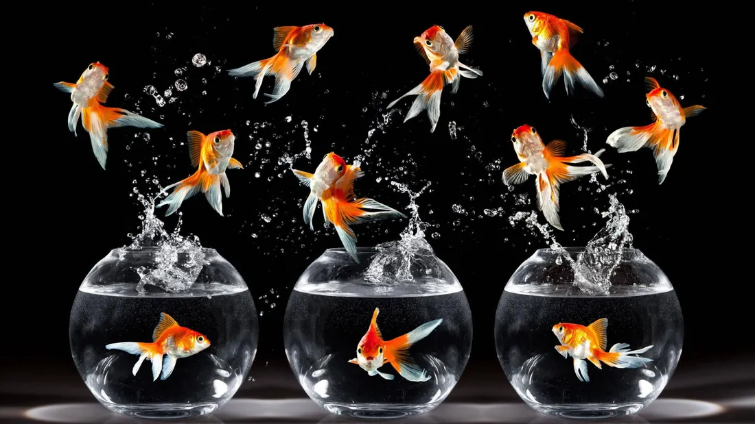 Goldfish Wallpapers