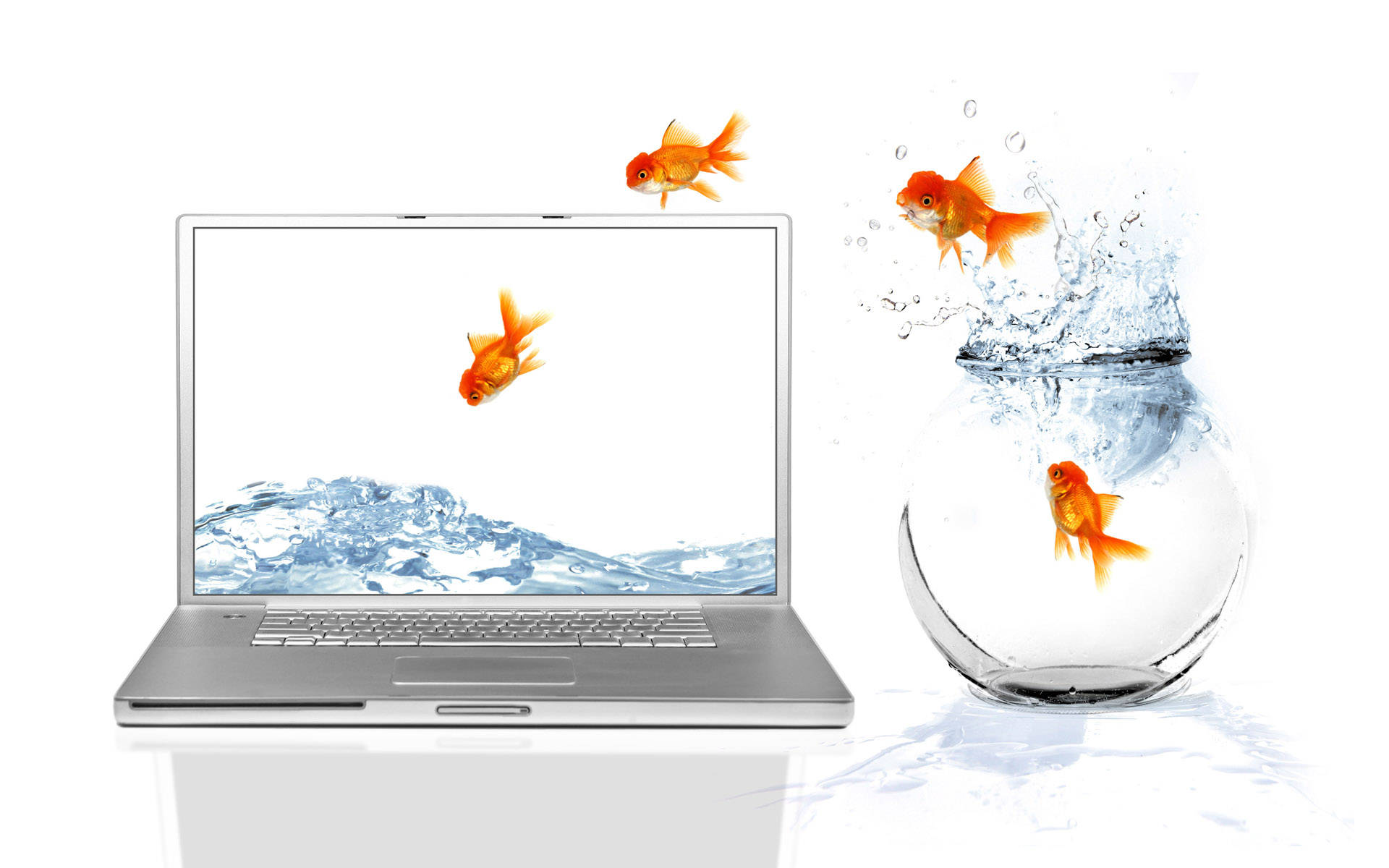 Goldfishes, glass bowl, laptop screen, Full HD Desktop Wallpaper