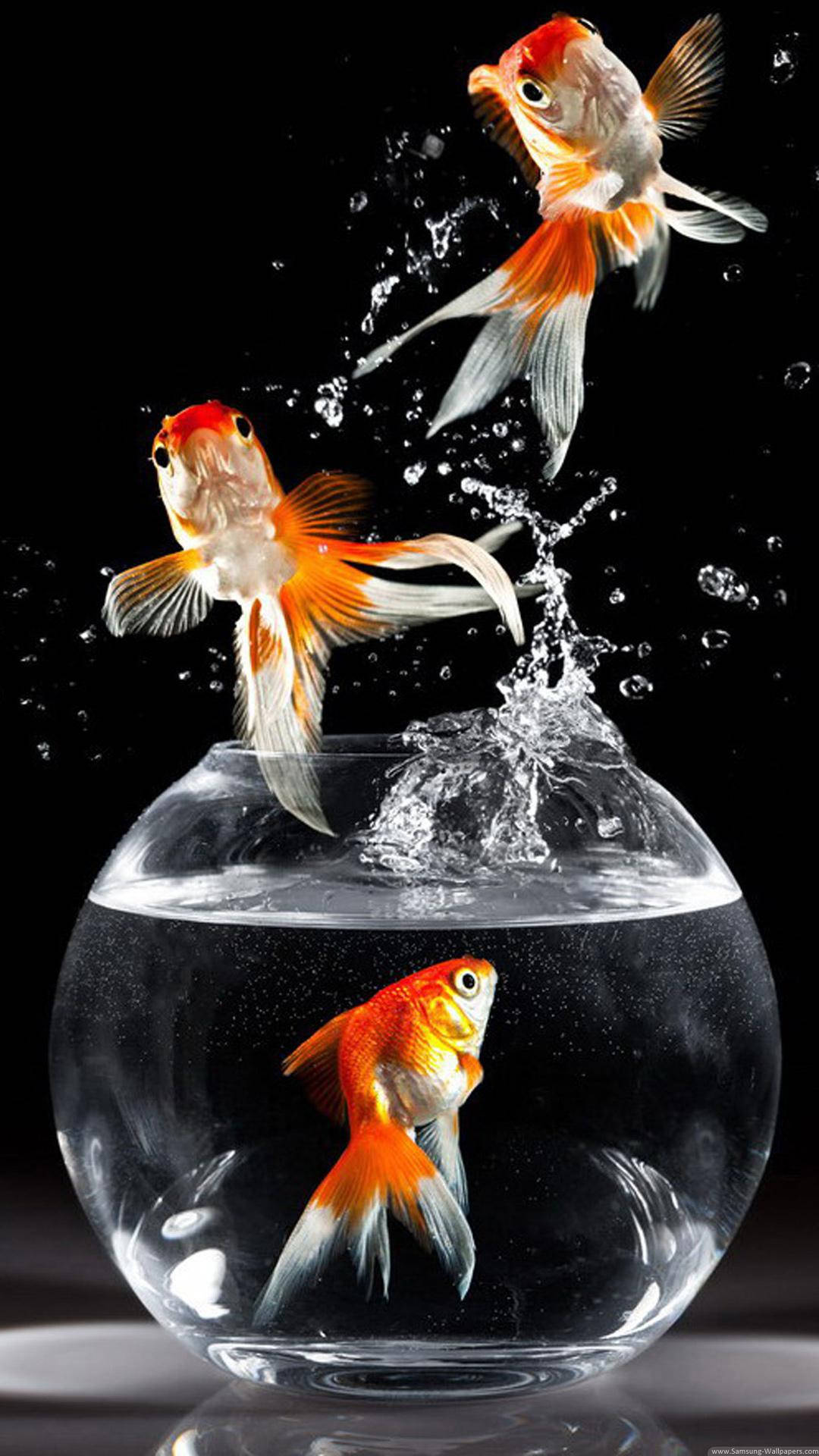 jumping fancy goldfishes, glass bowl, water splashes, Full HD Phone Wallpaper