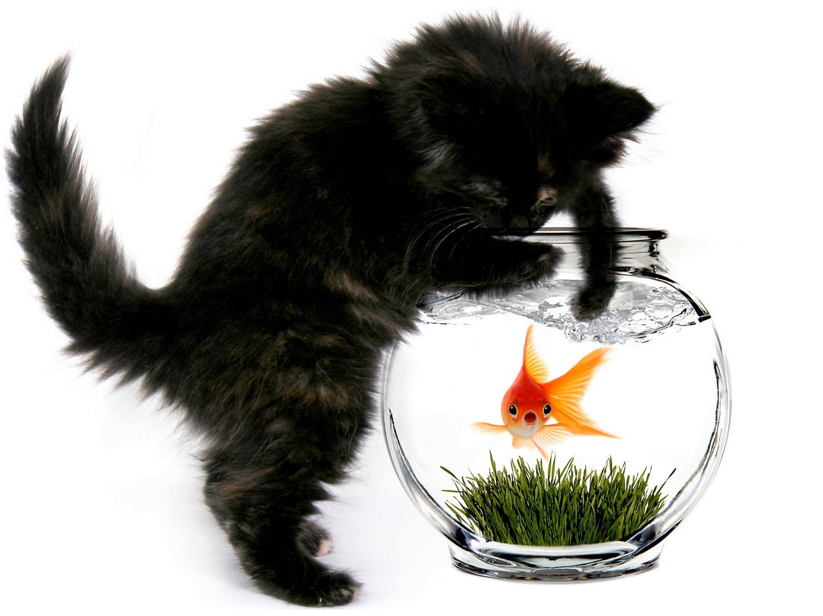 black kitten, bright orange goldfish, glass bowl, 2K Desktop Wallpaper